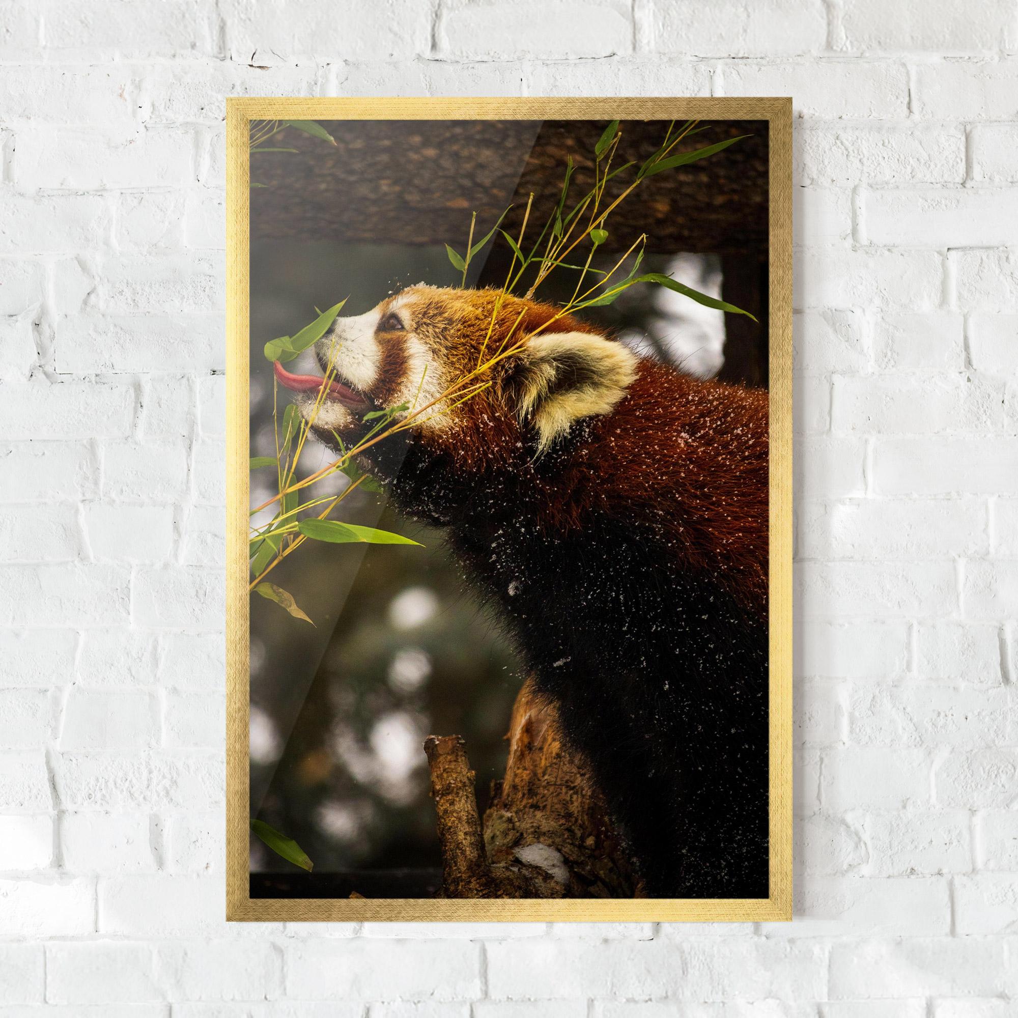 Poster Înrămat Red Panda mockup 0