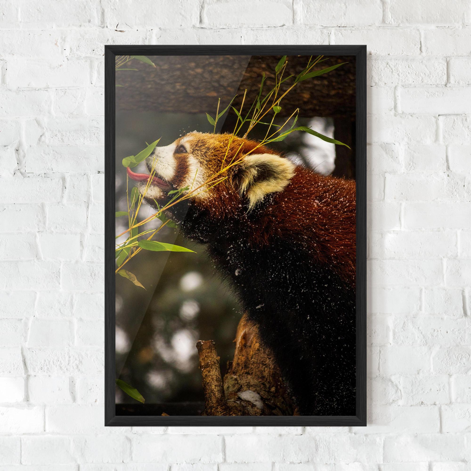 Poster Înrămat Red Panda mockup 0