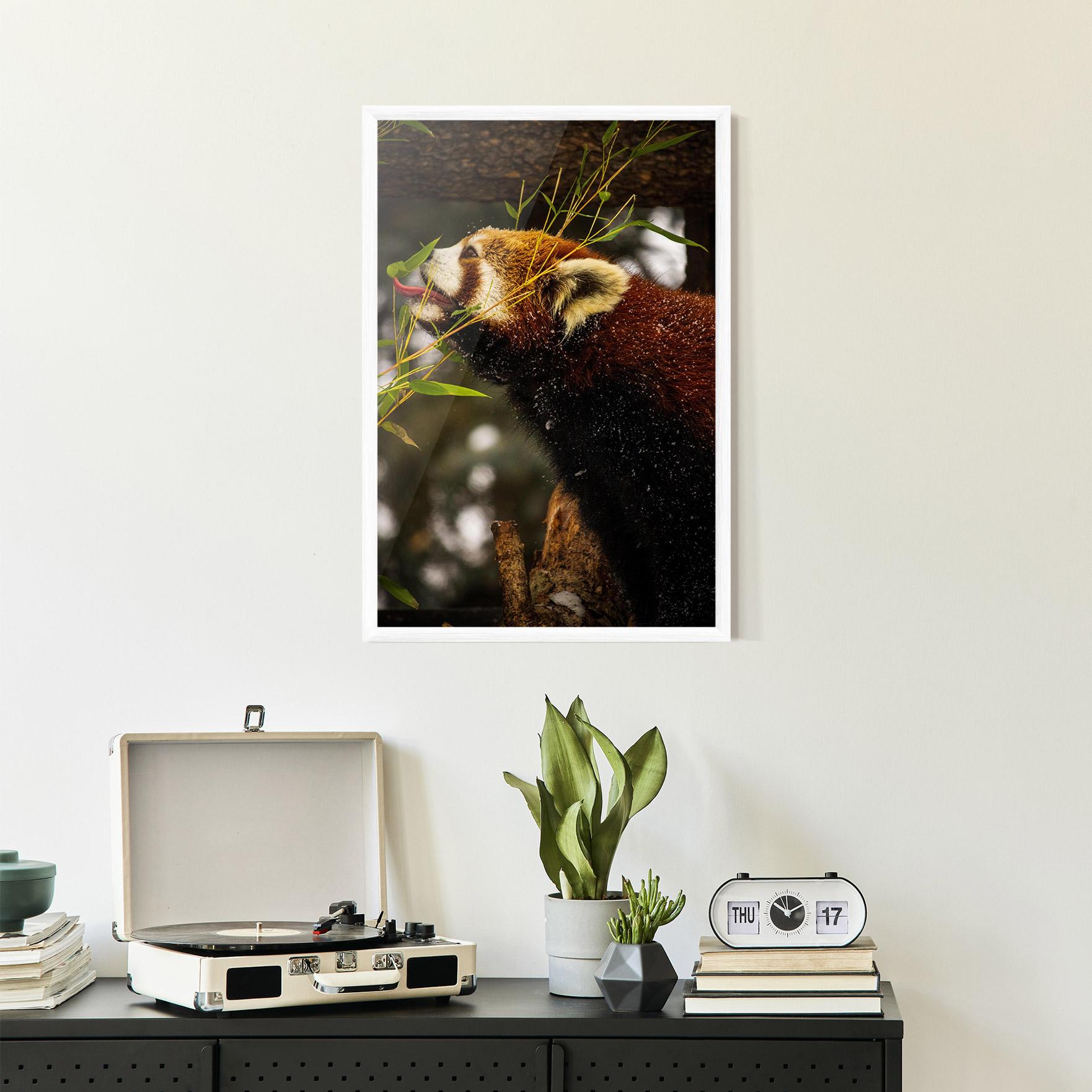 Poster Înrămat Red Panda mockup 2