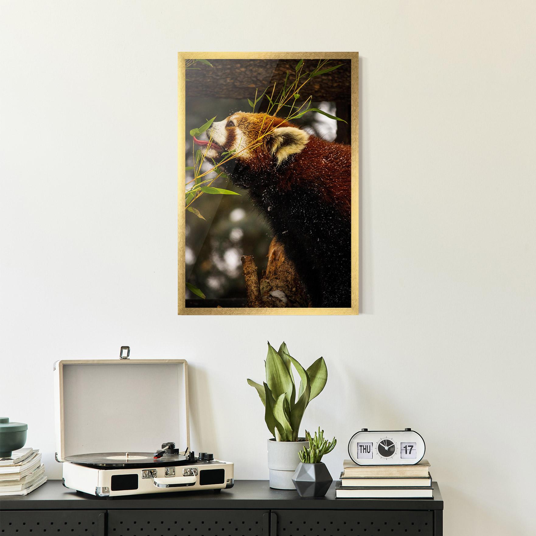 Poster Înrămat Red Panda mockup 2