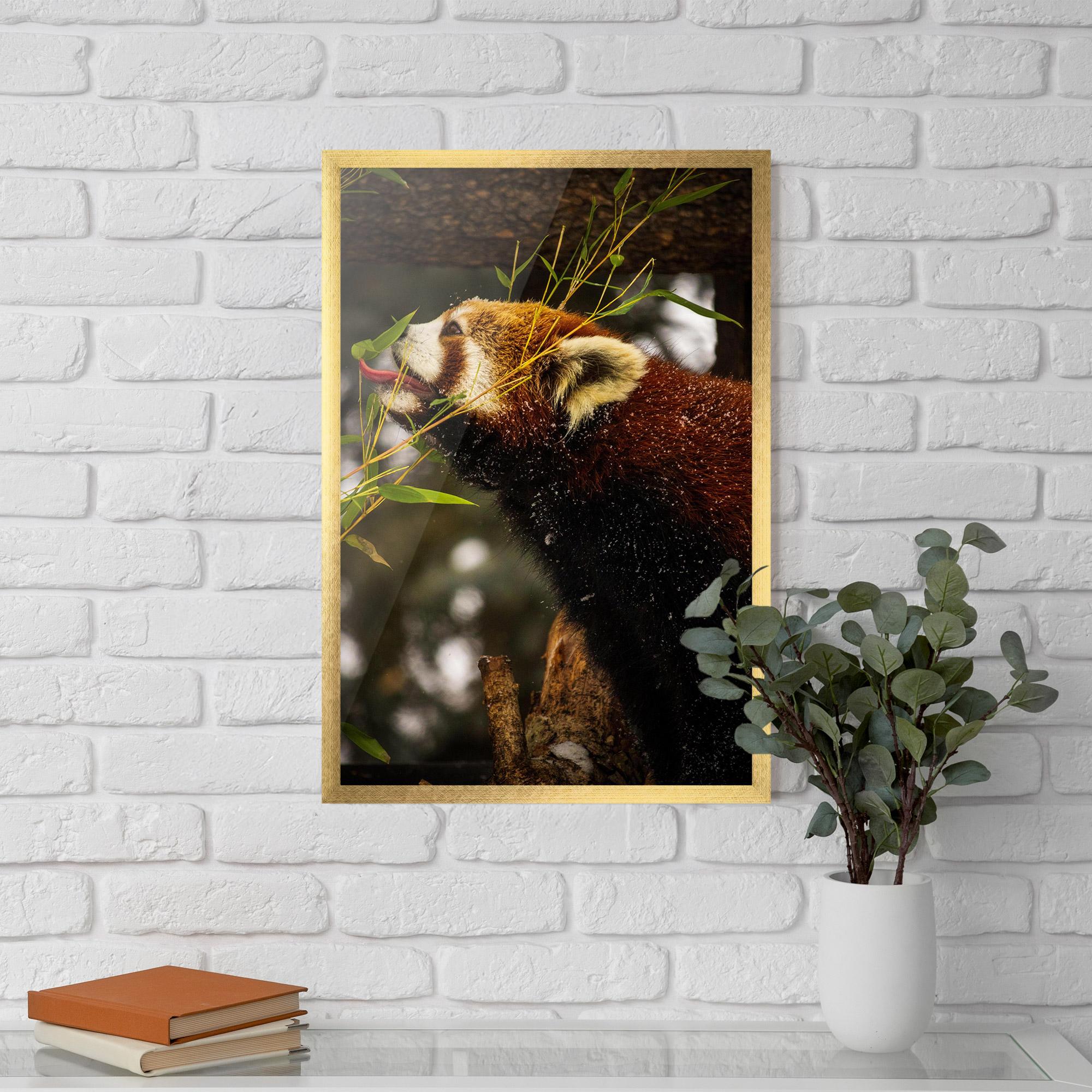Poster Înrămat Red Panda mockup 5