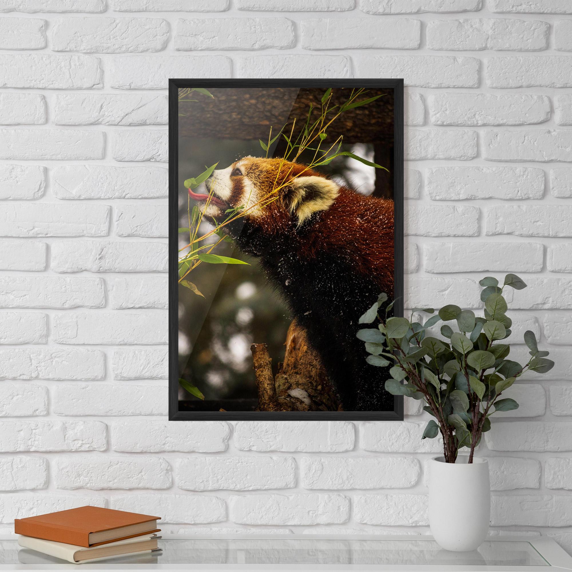 Poster Înrămat Red Panda mockup 5