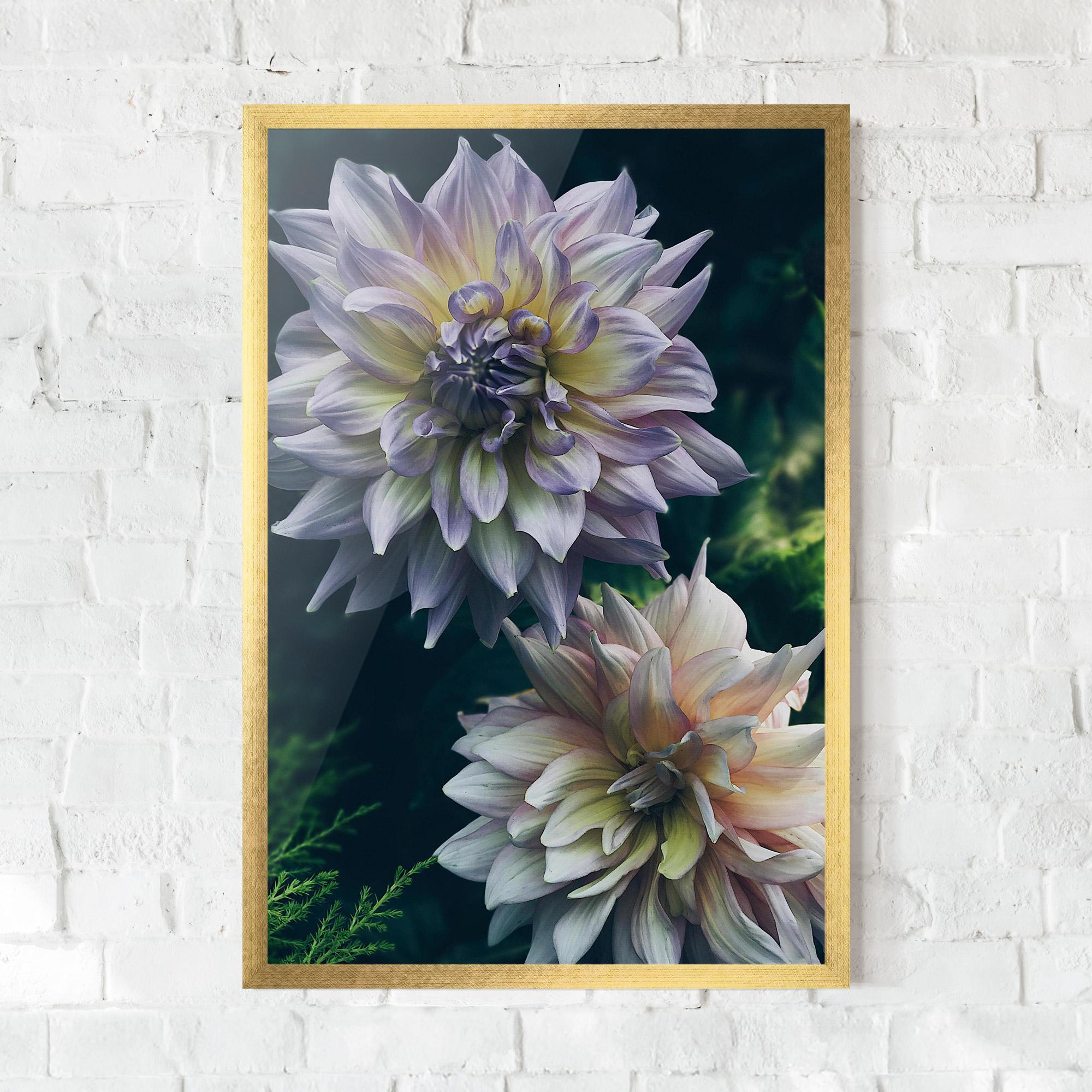 Poster Înrămat Dahlia Flowers mockup 0