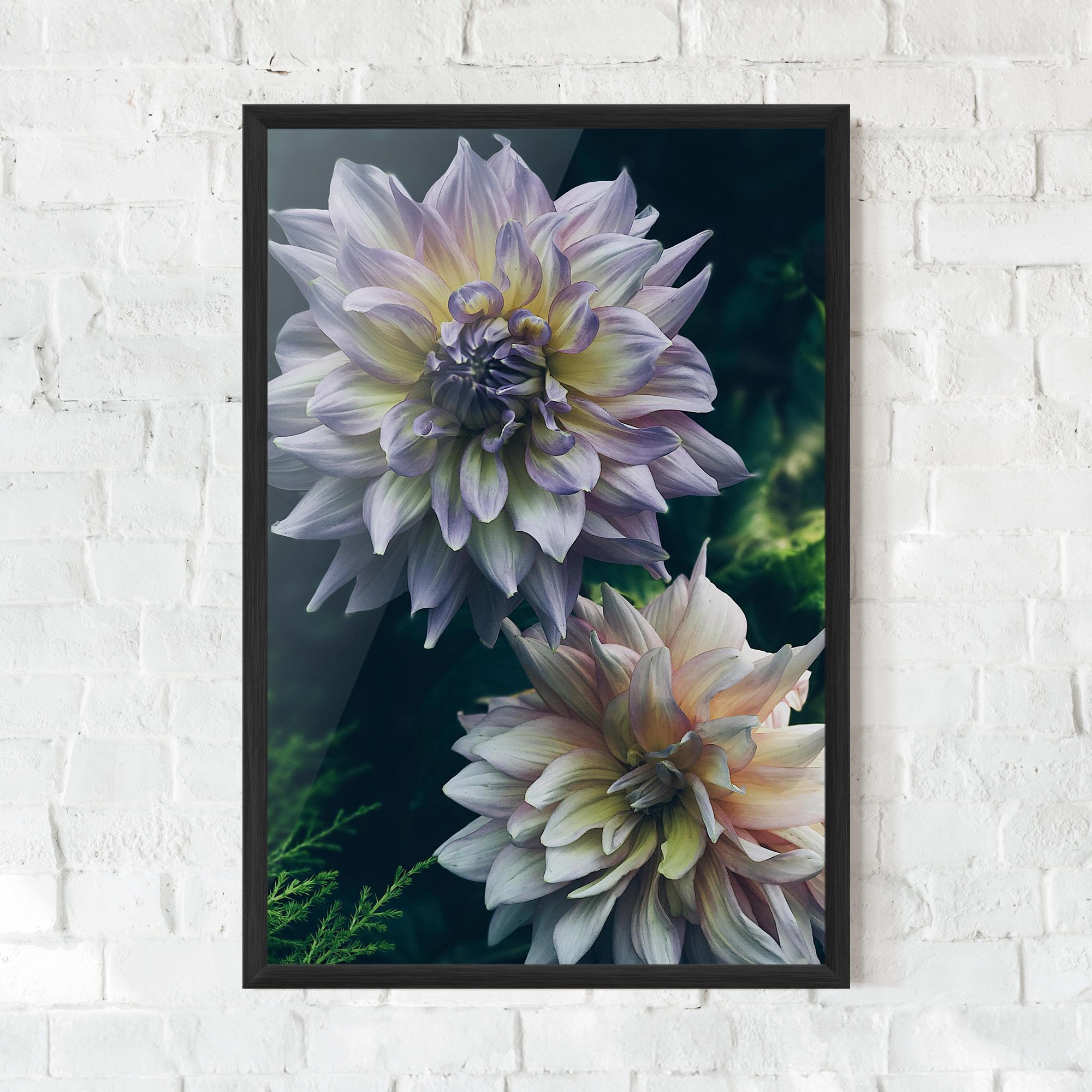 Dahlia Flowers mockup 0