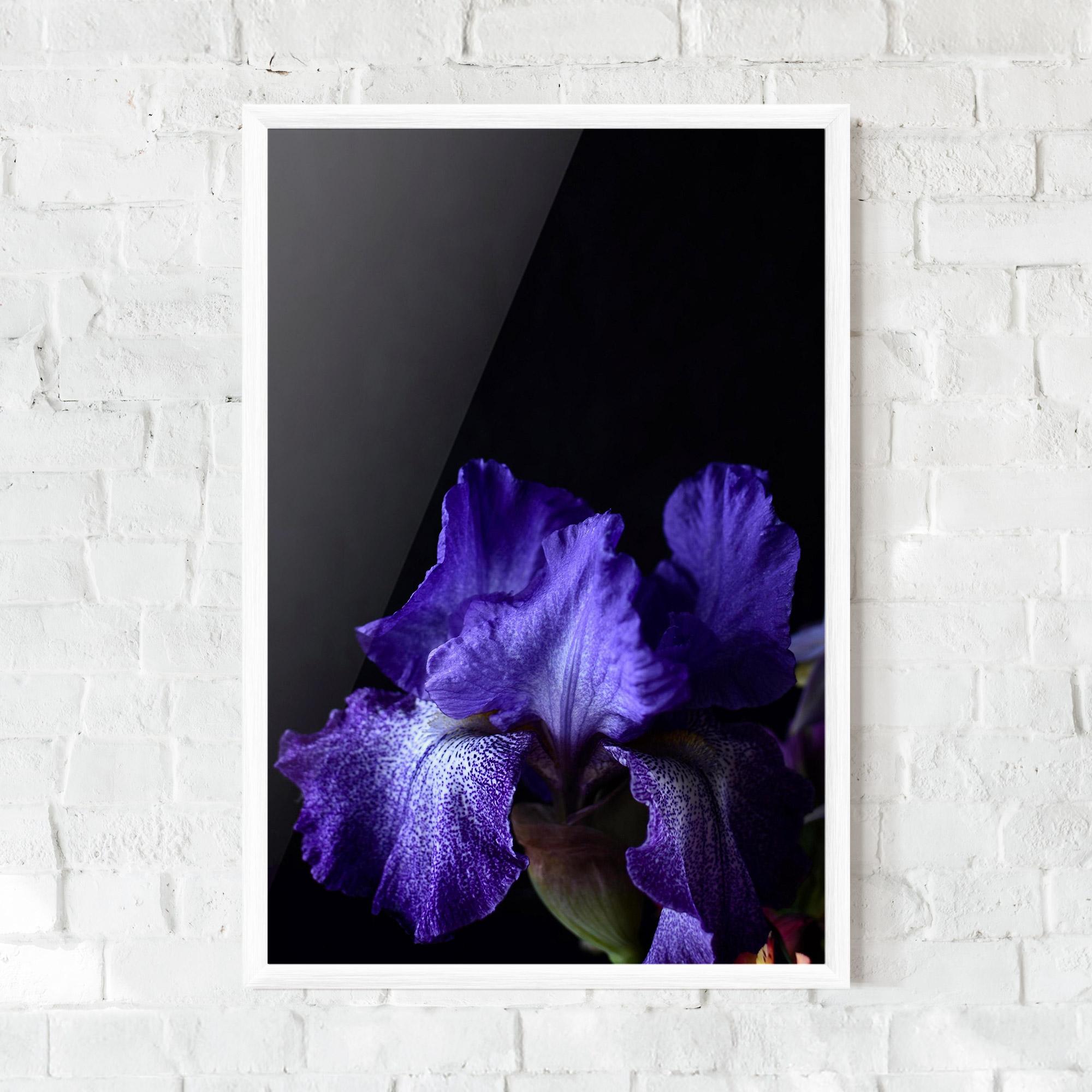 Poster Înrămat Dark Purple Iris On Black mockup 0