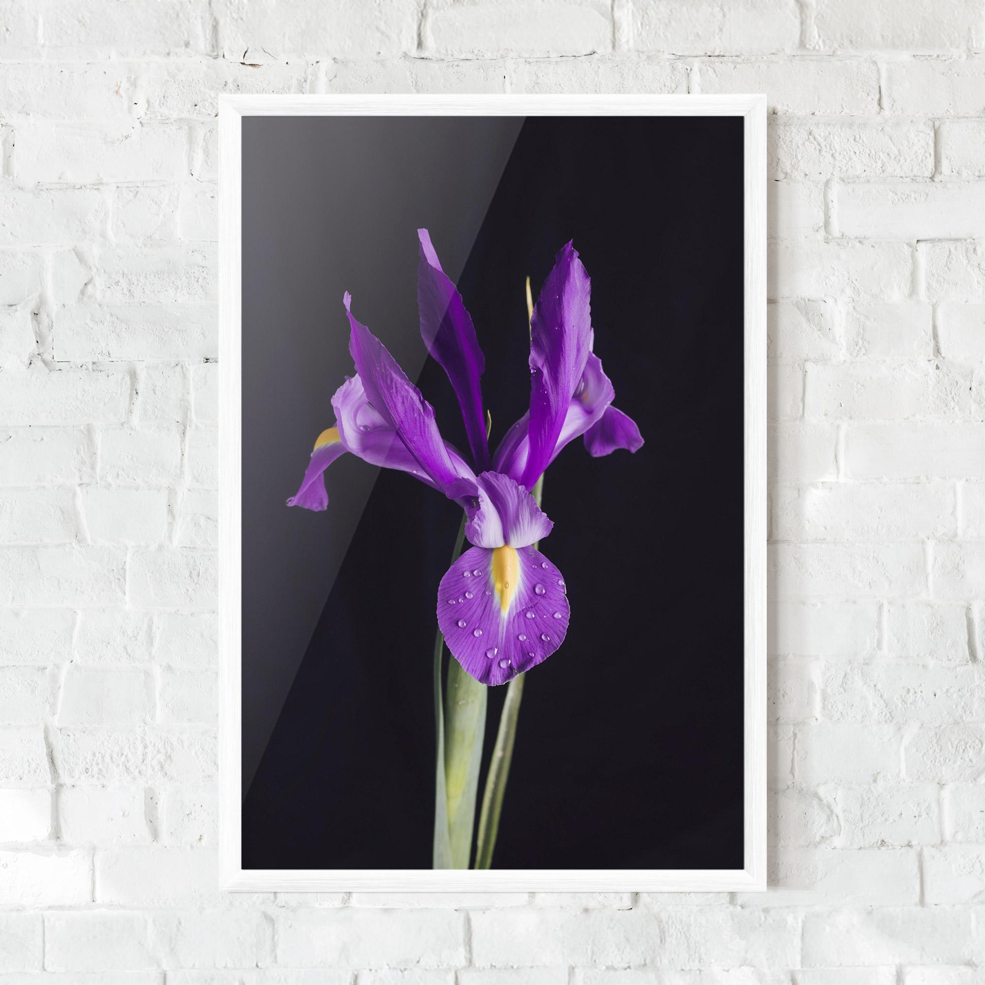 Poster Înrămat Fresh Purple Iris mockup 0