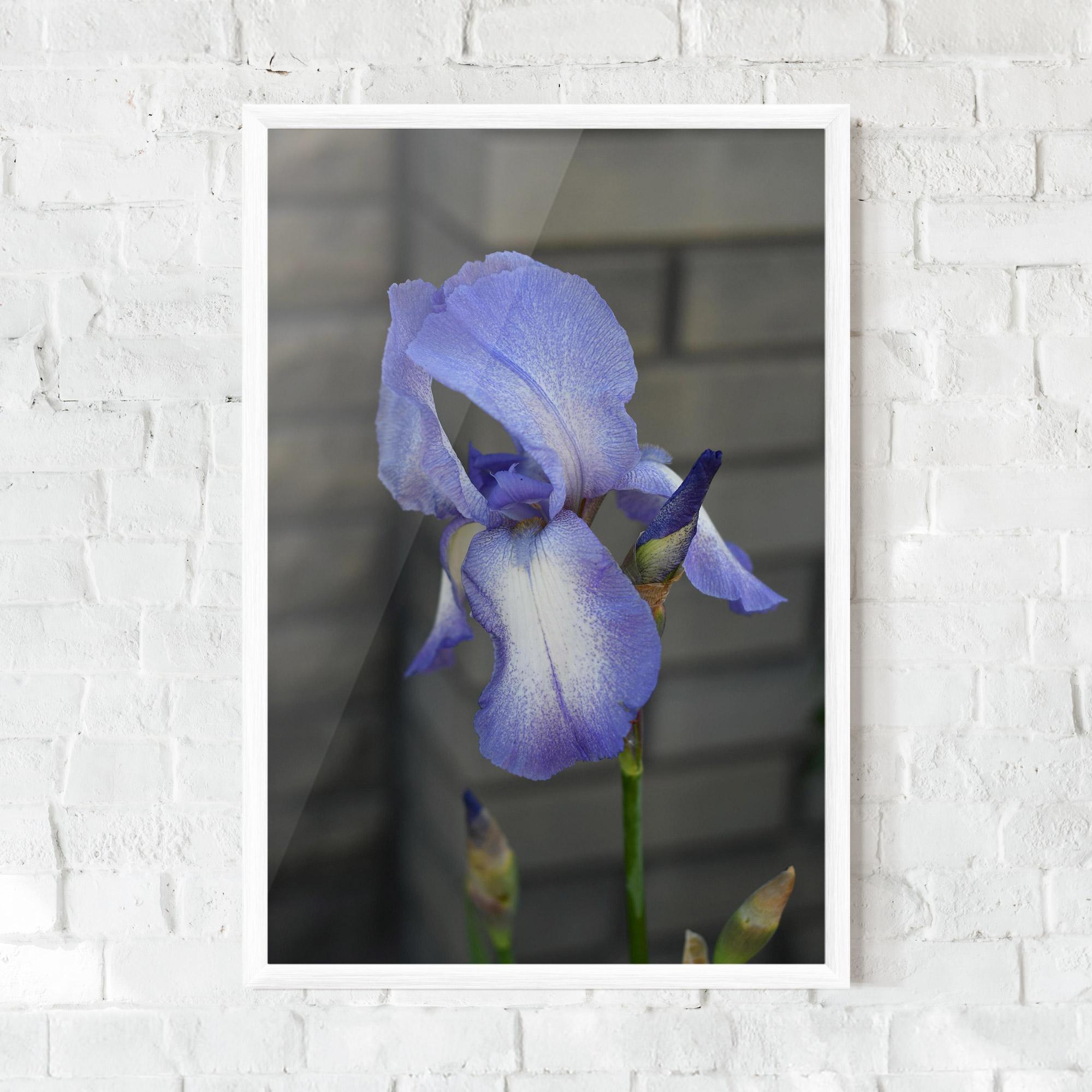 Poster Înrămat Purple Iris On Gray mockup 0