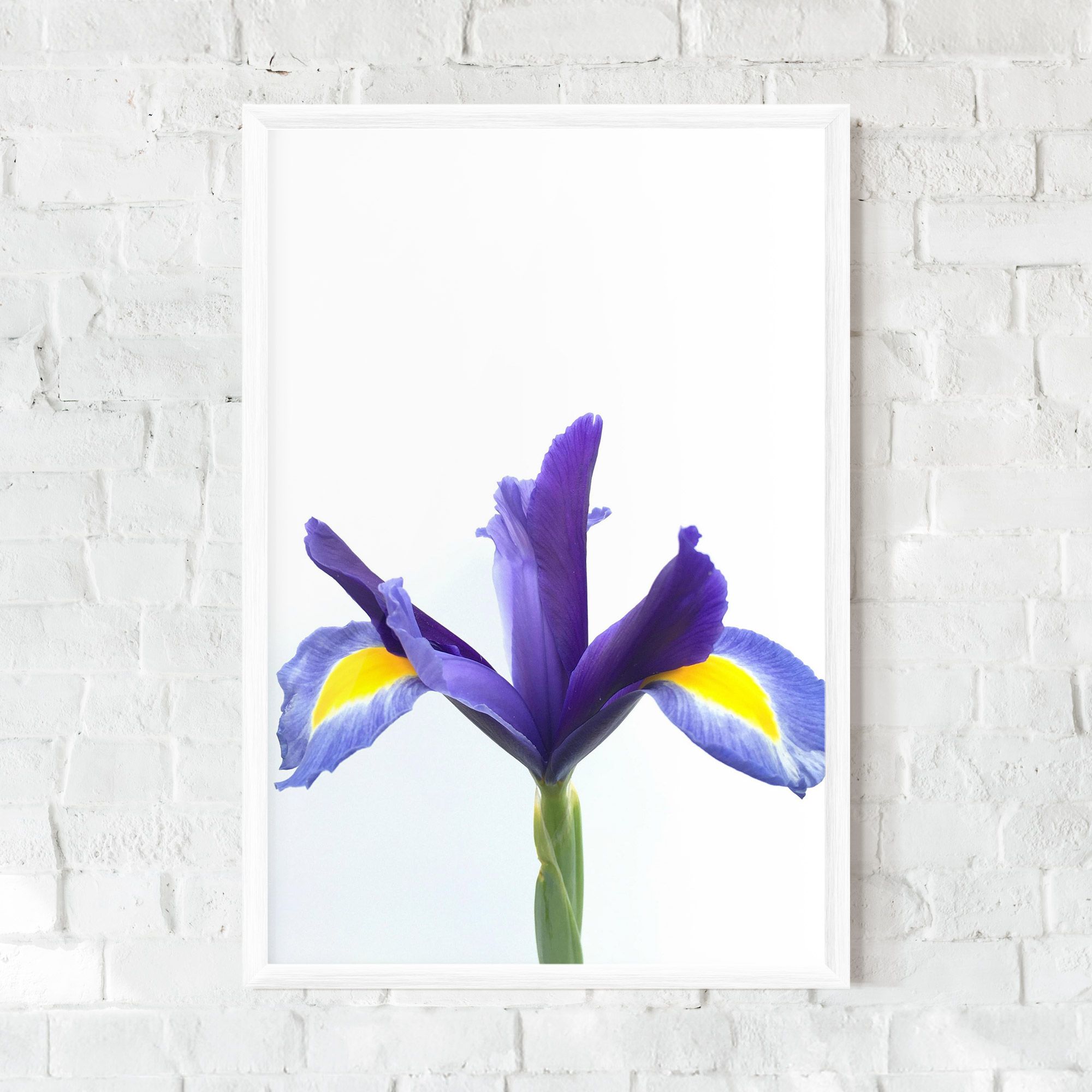 Yellow Color Iris mockup 0