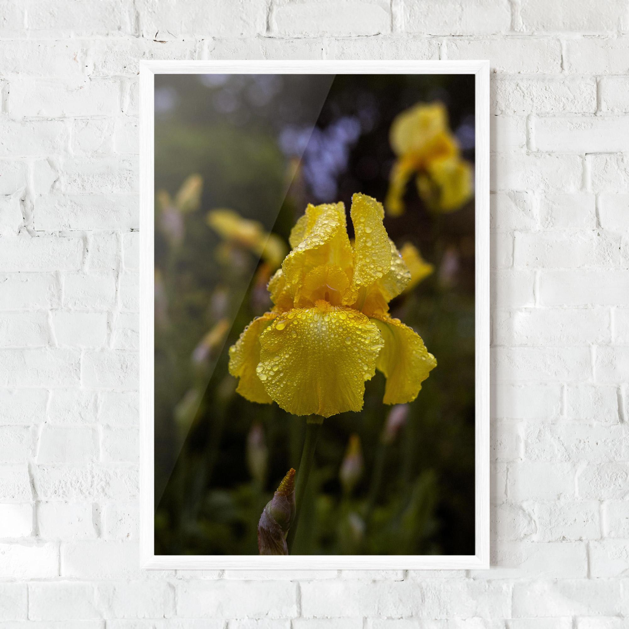 Poster Înrămat Yellow Iris After Rain mockup 0