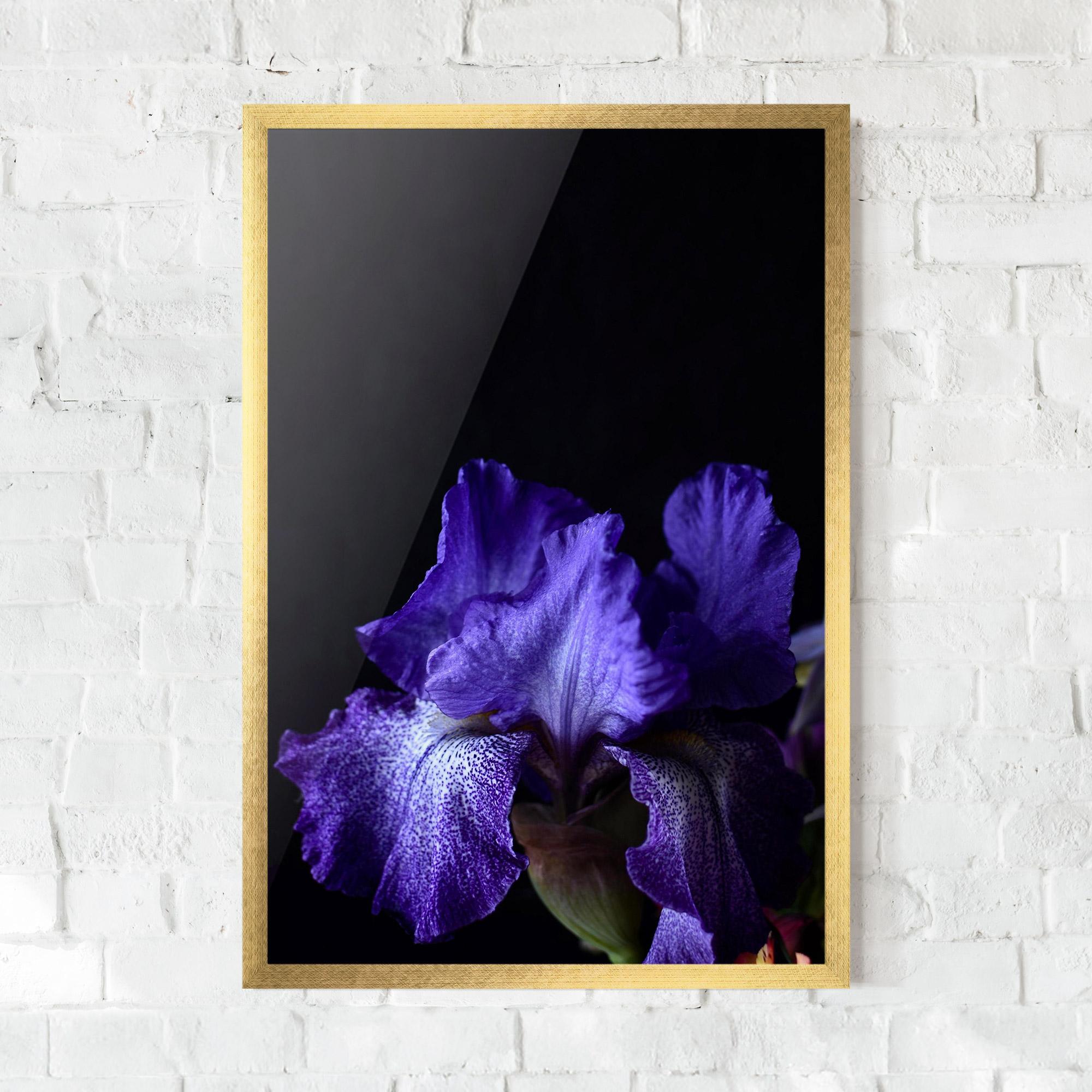 Poster Înrămat Dark Purple Iris On Black mockup 0