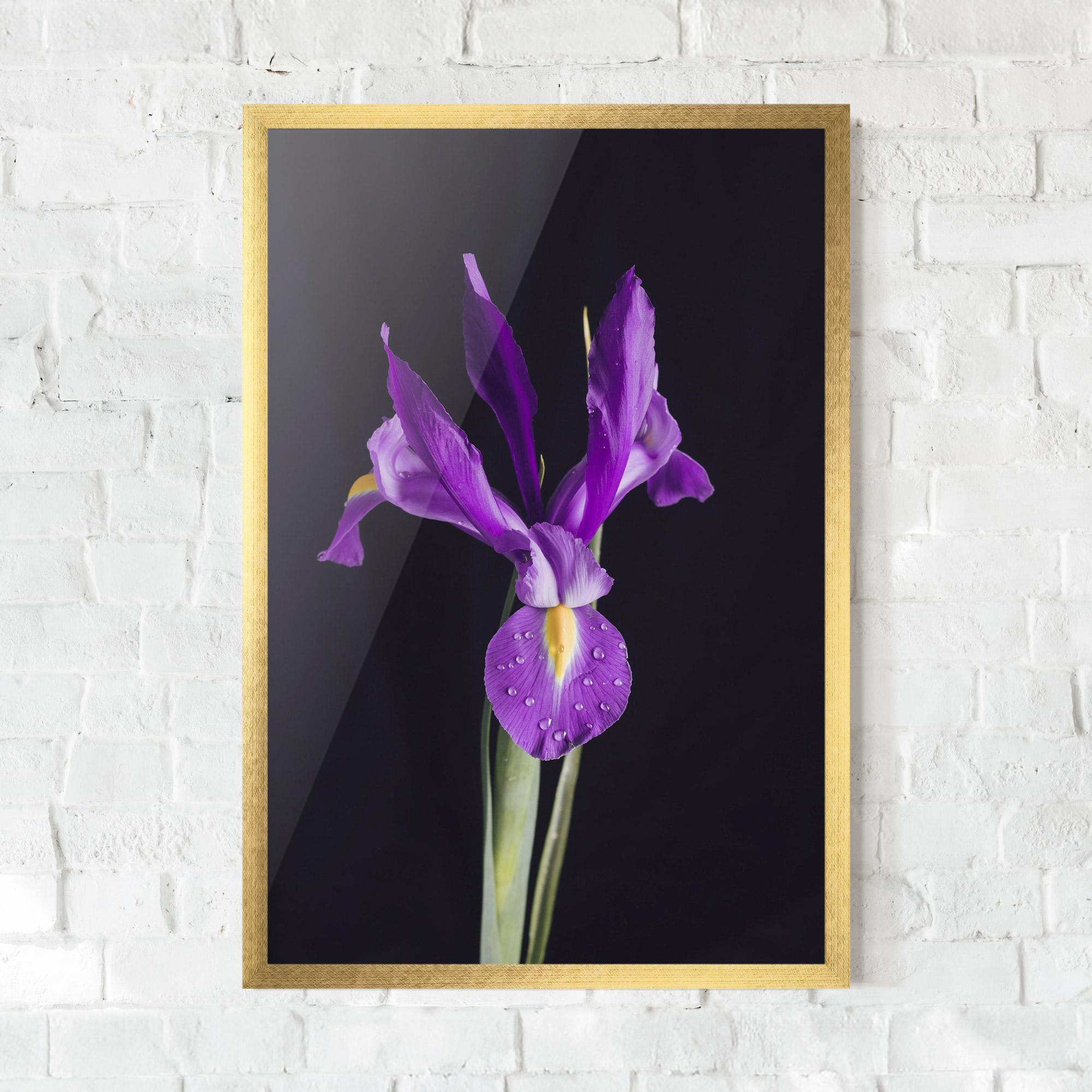 Poster Înrămat Fresh Purple Iris mockup 0