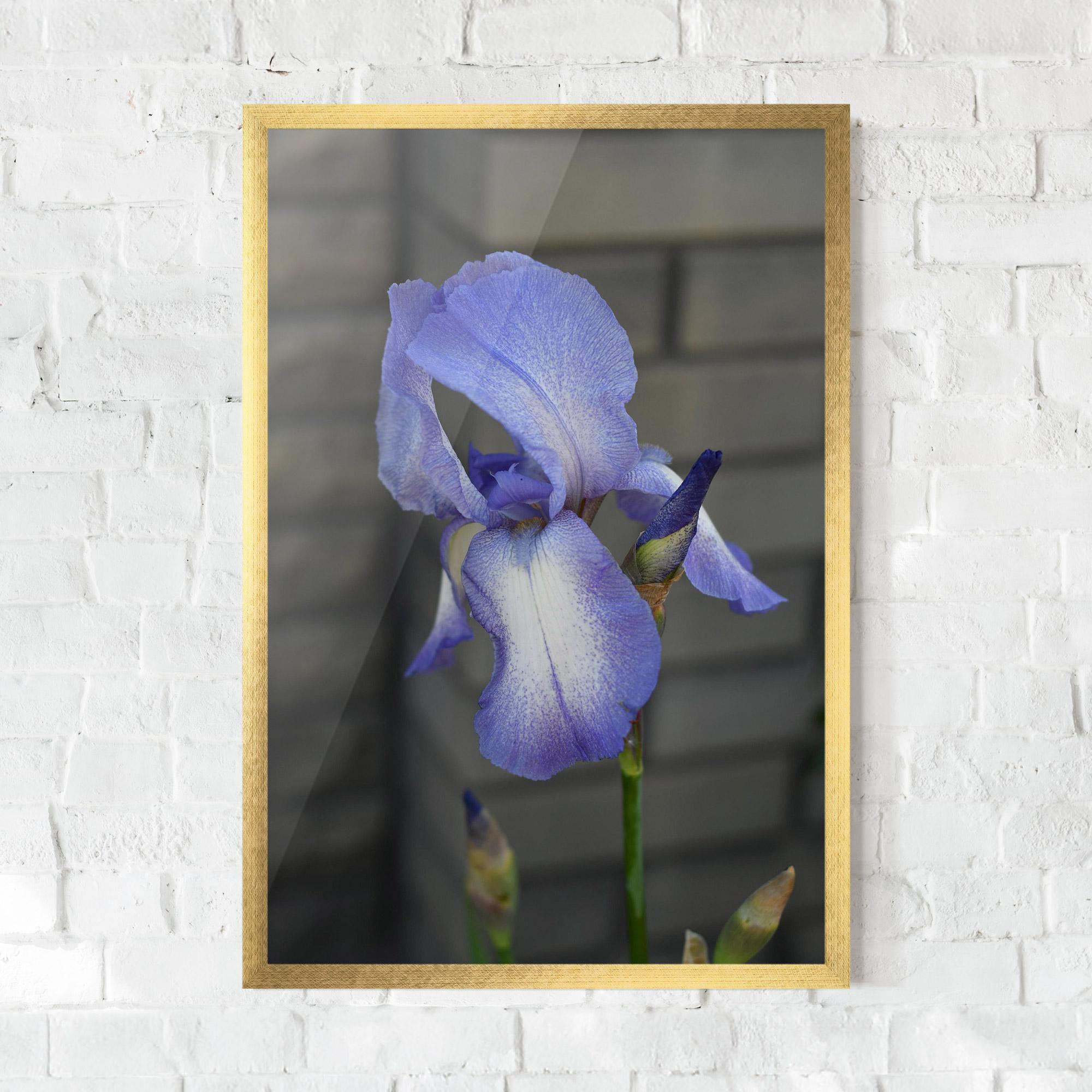 Poster Înrămat Purple Iris On Gray mockup 0