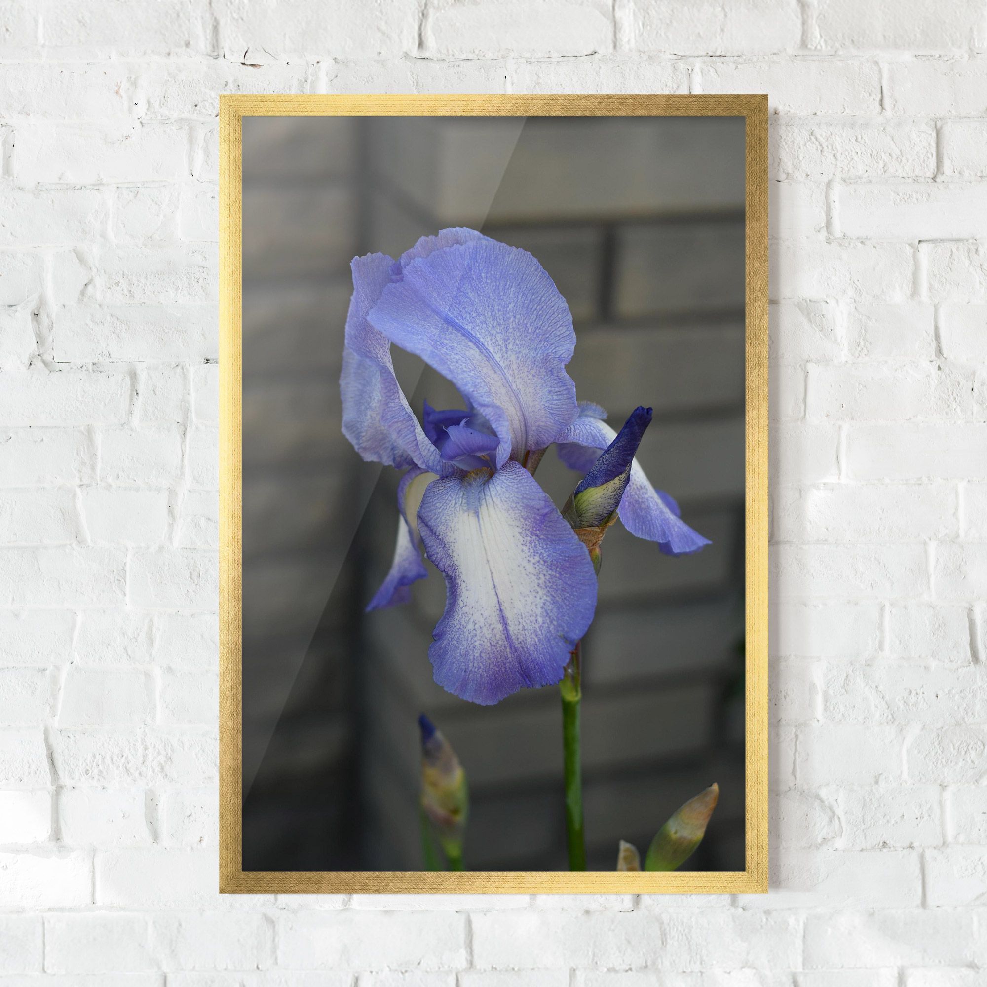 Purple Iris On Gray mockup 0