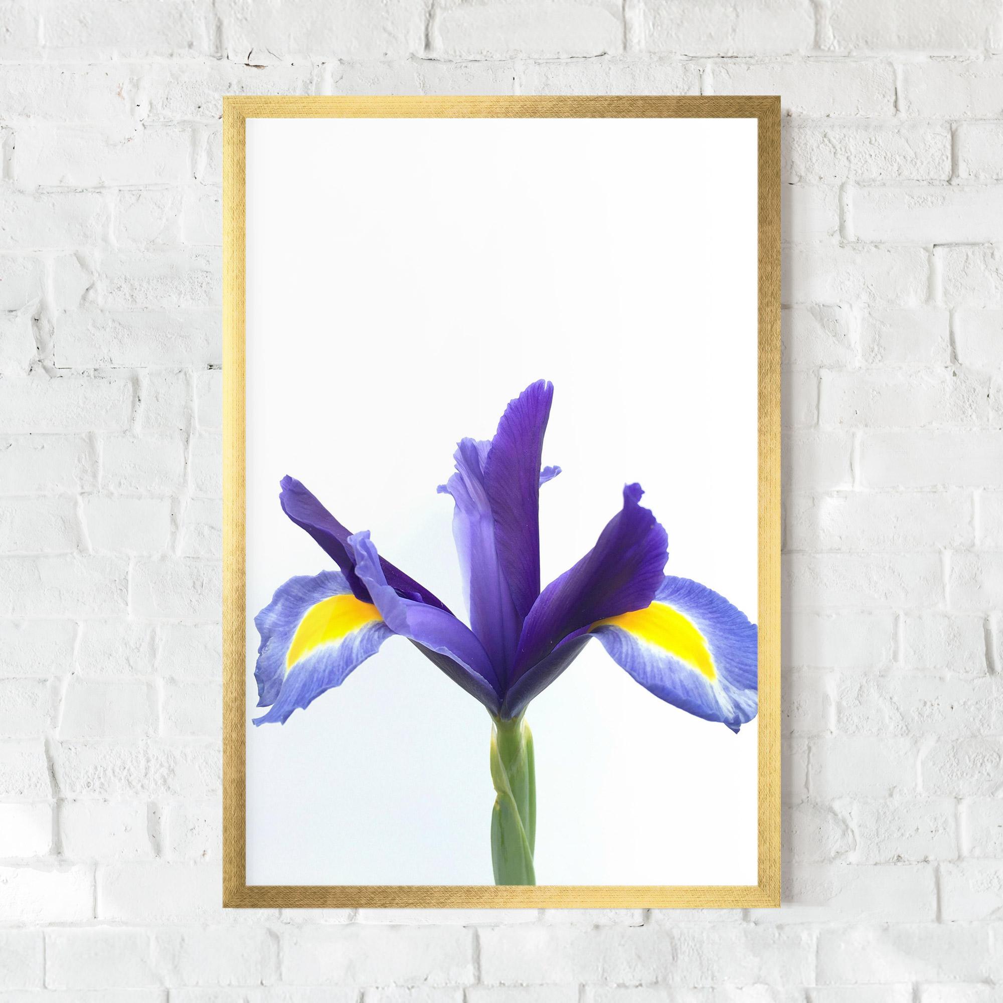 Poster Înrămat Yellow Color Iris mockup 0