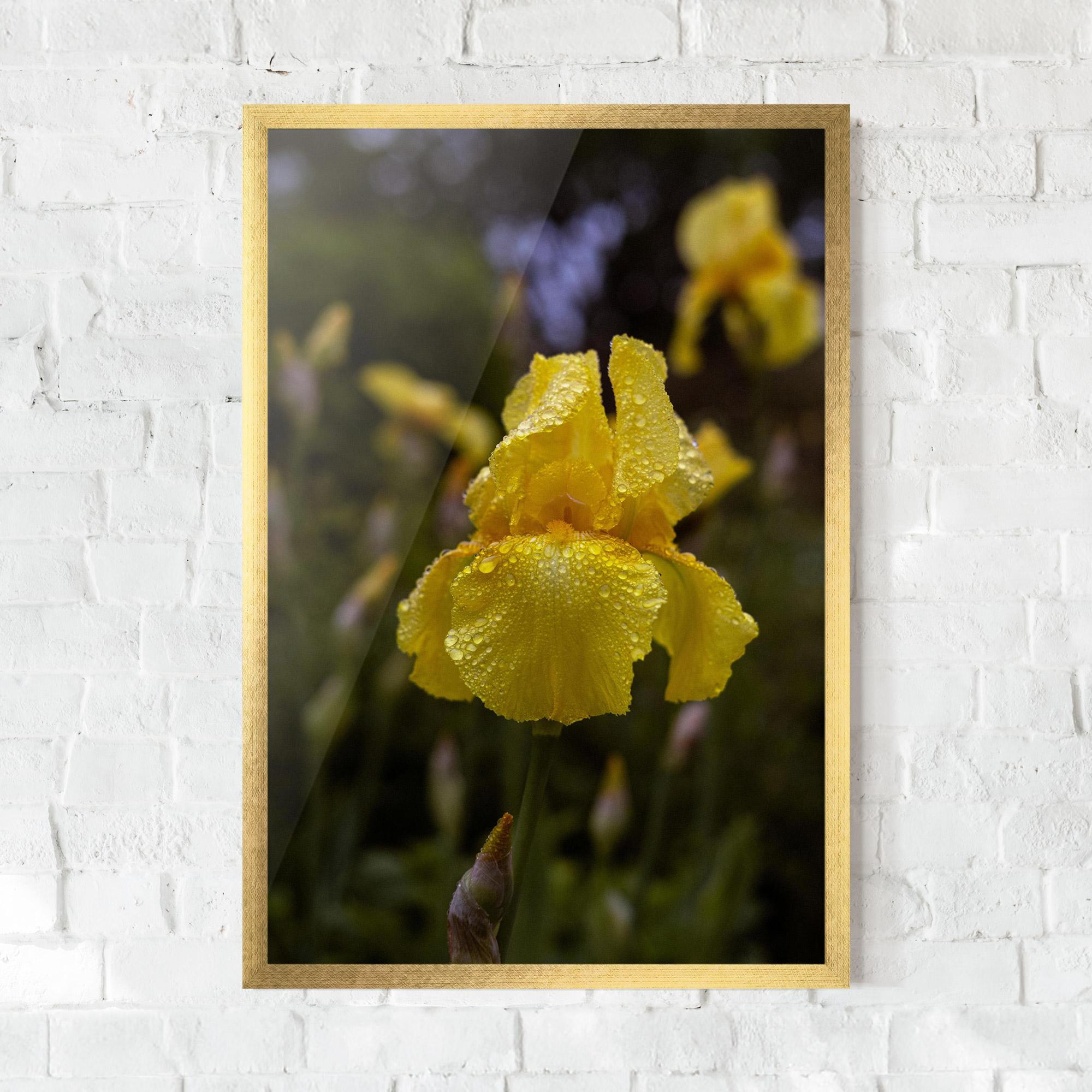 Poster Înrămat Yellow Iris After Rain mockup 0