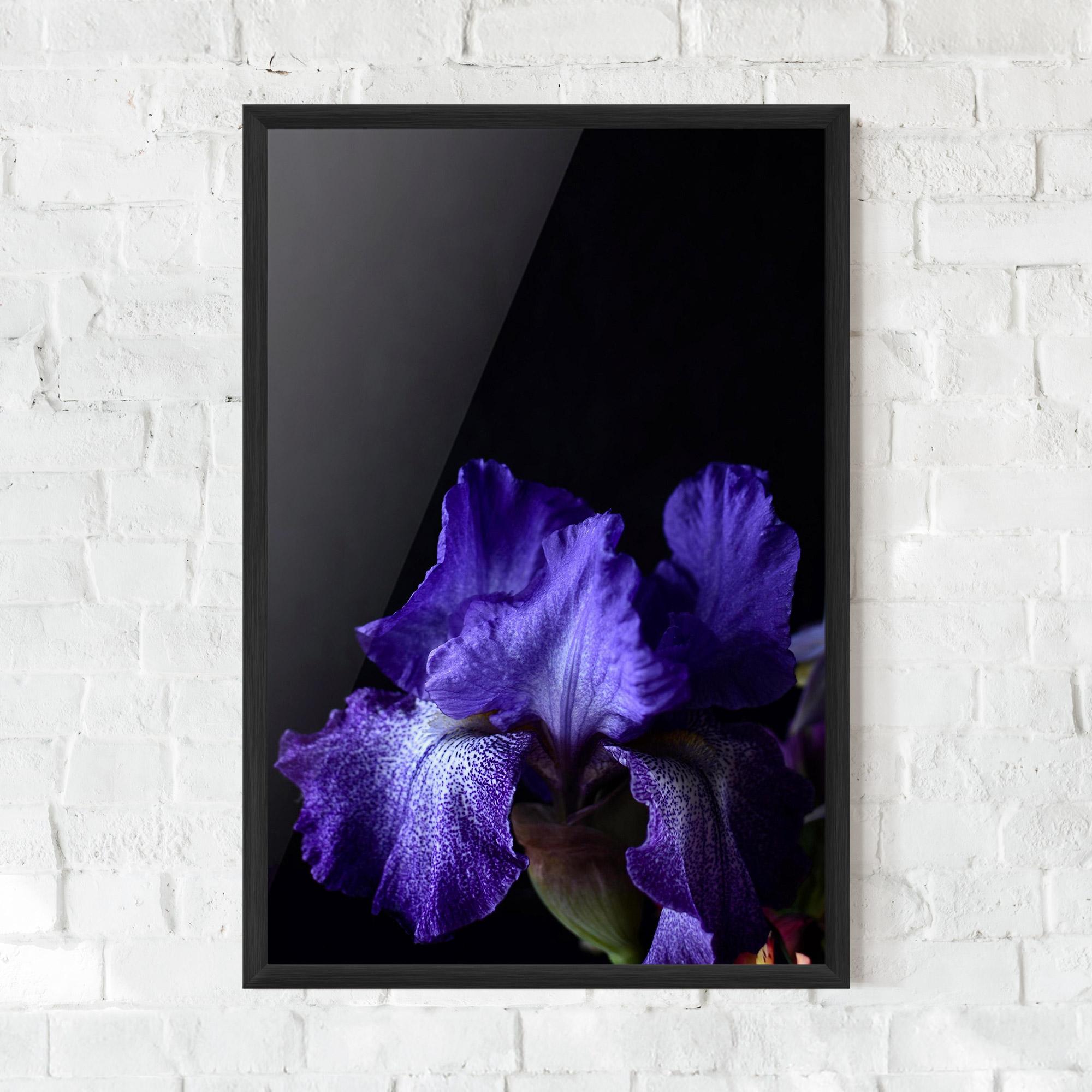 Poster Înrămat Dark Purple Iris On Black mockup 0