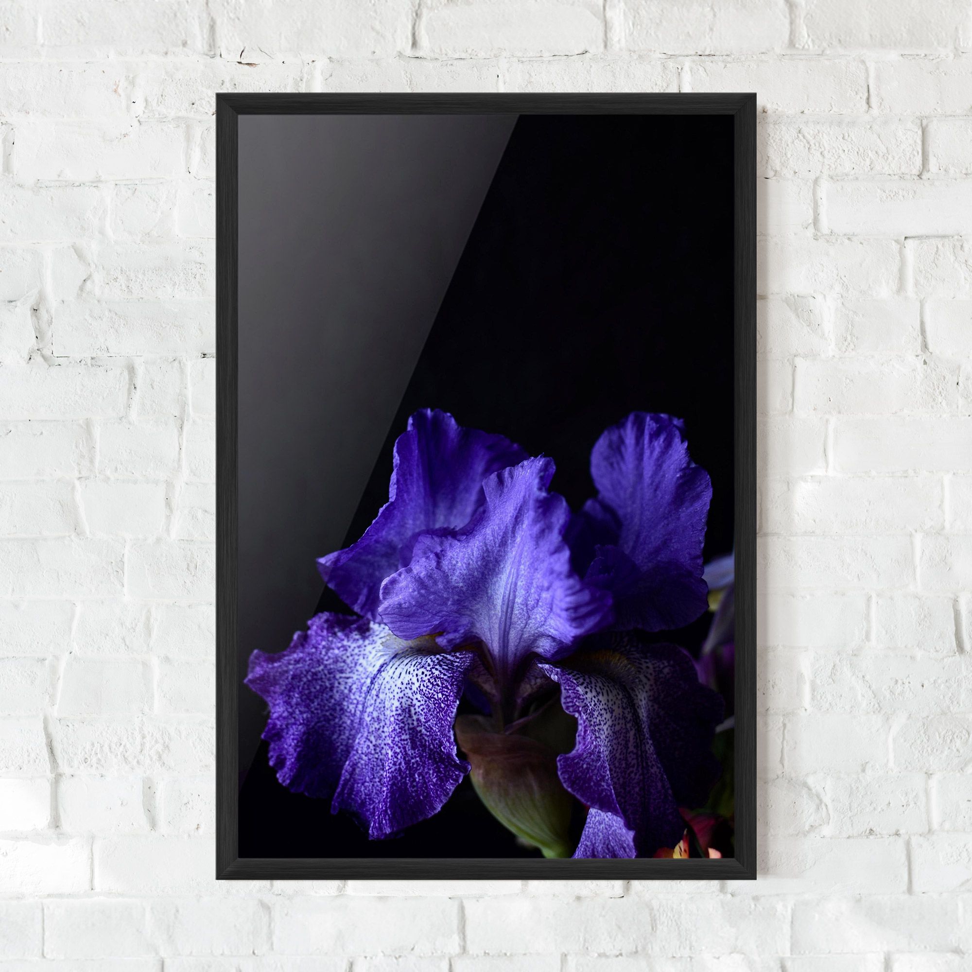 Dark Purple Iris On Black mockup 0