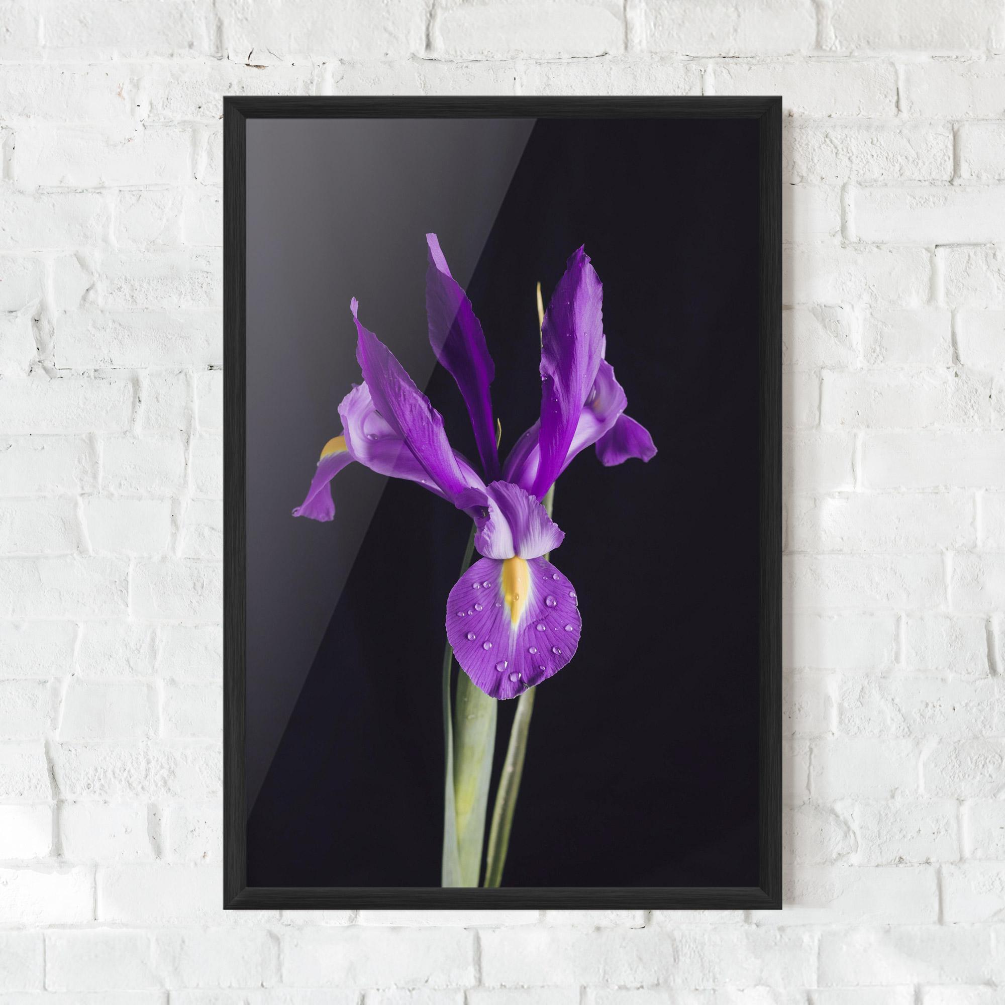 Poster Înrămat Fresh Purple Iris mockup 0
