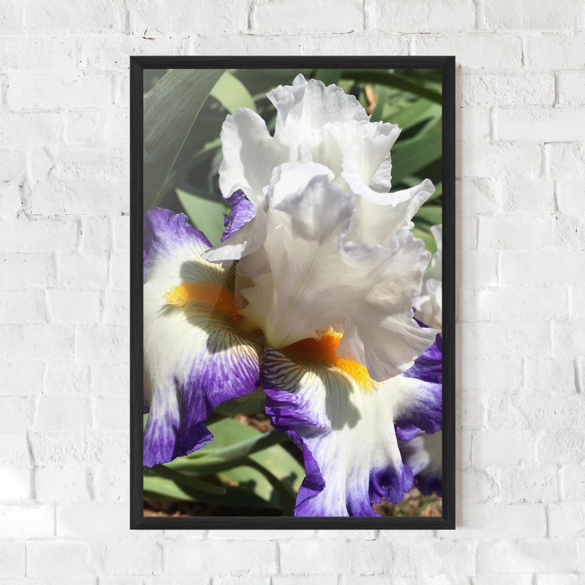 Poster Înrămat Garden White Purple Irirs mockup 0