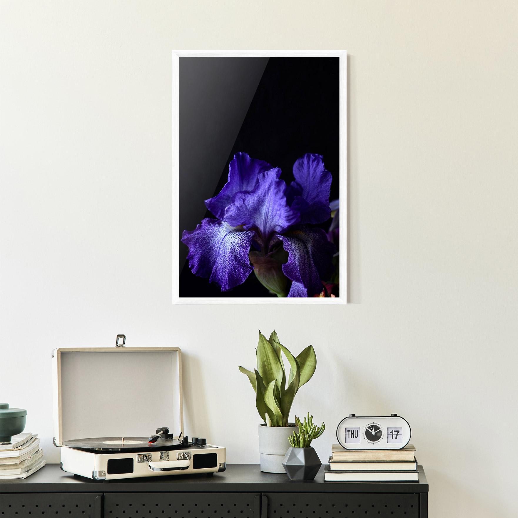 Poster Înrămat Dark Purple Iris On Black mockup 2