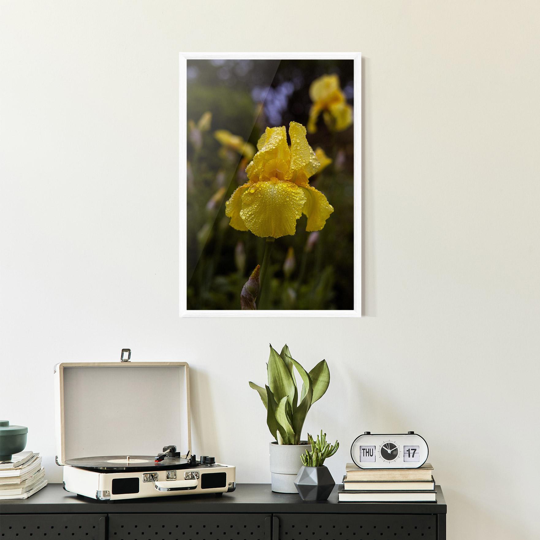 Poster Înrămat Yellow Iris After Rain mockup 2