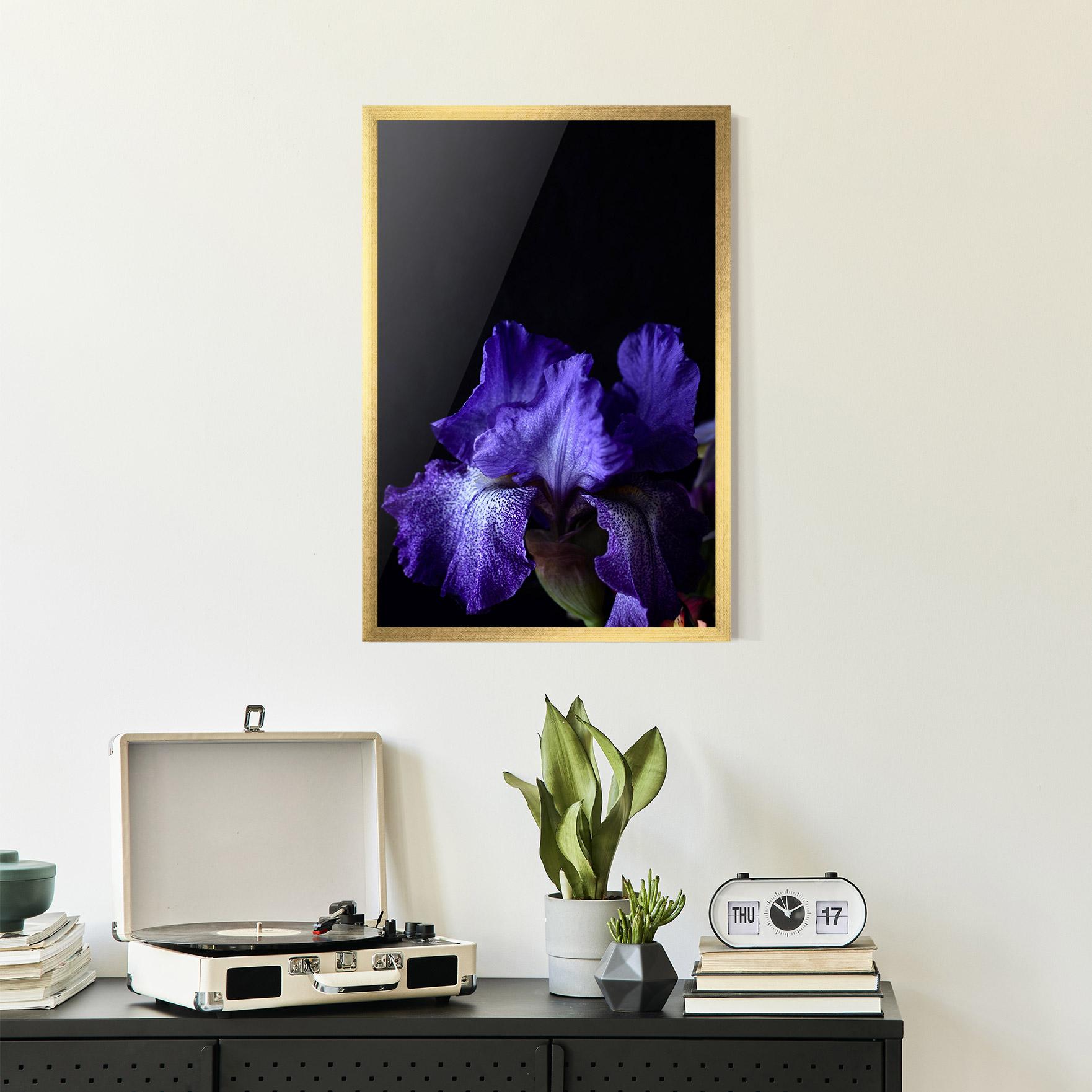 Poster Înrămat Dark Purple Iris On Black mockup 2
