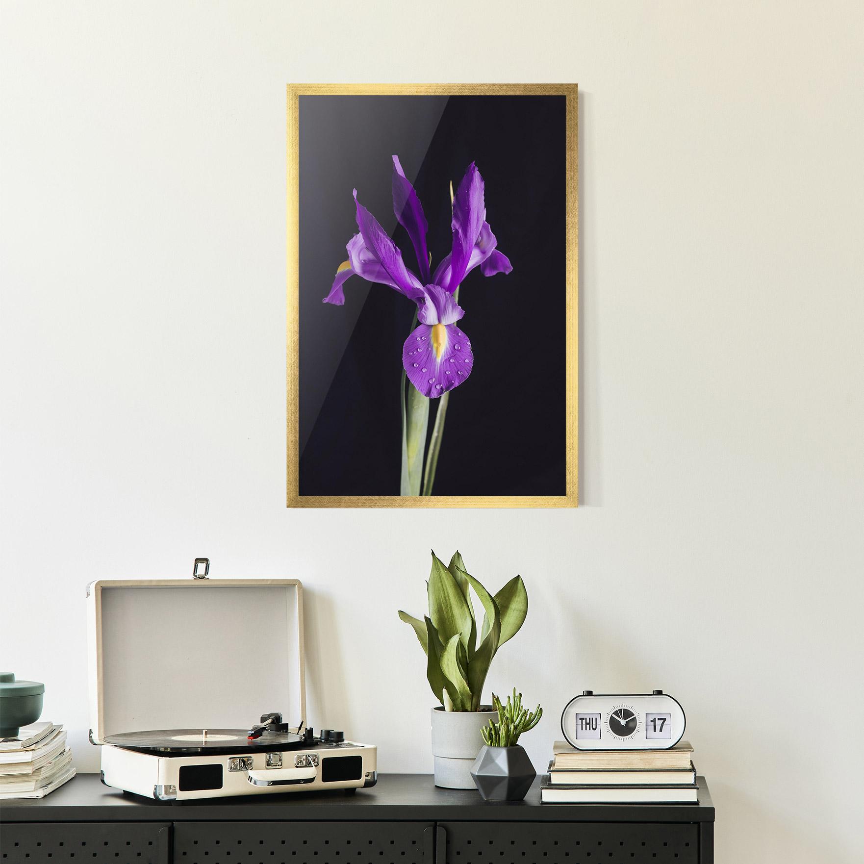 Poster Înrămat Fresh Purple Iris mockup 2