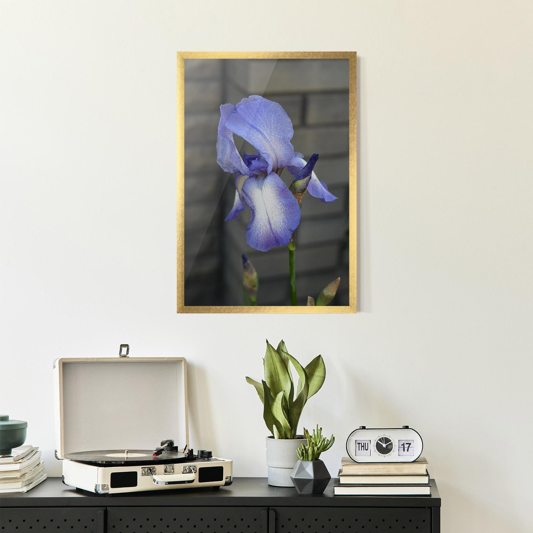 Poster Înrămat Purple Iris On Gray mockup 2