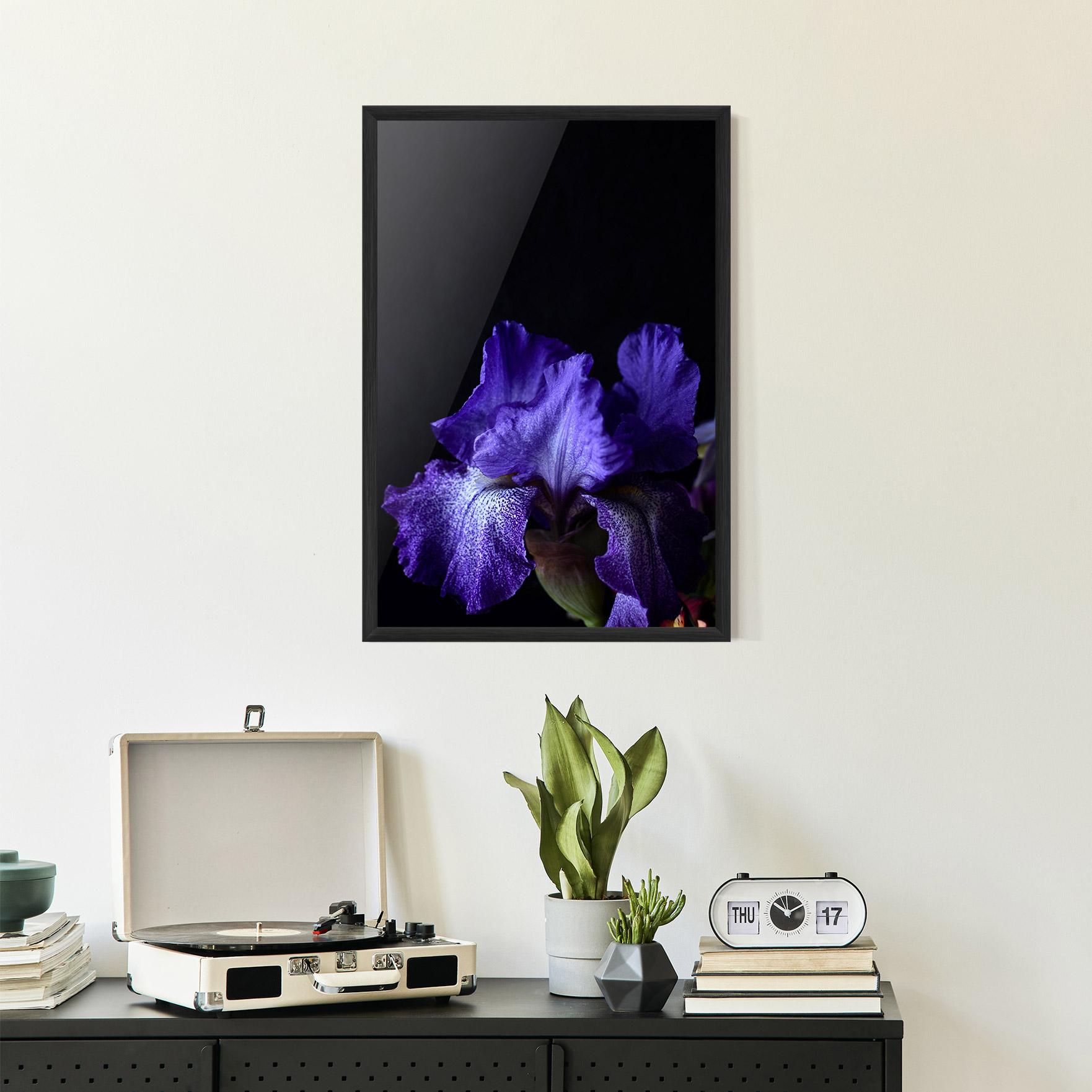 Poster Înrămat Dark Purple Iris On Black mockup 2