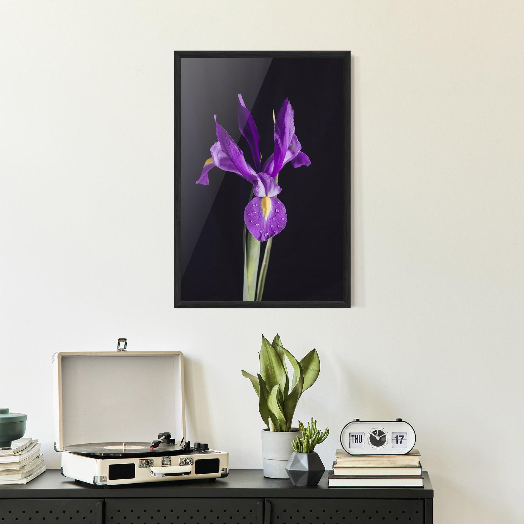 Poster Înrămat Fresh Purple Iris mockup 2