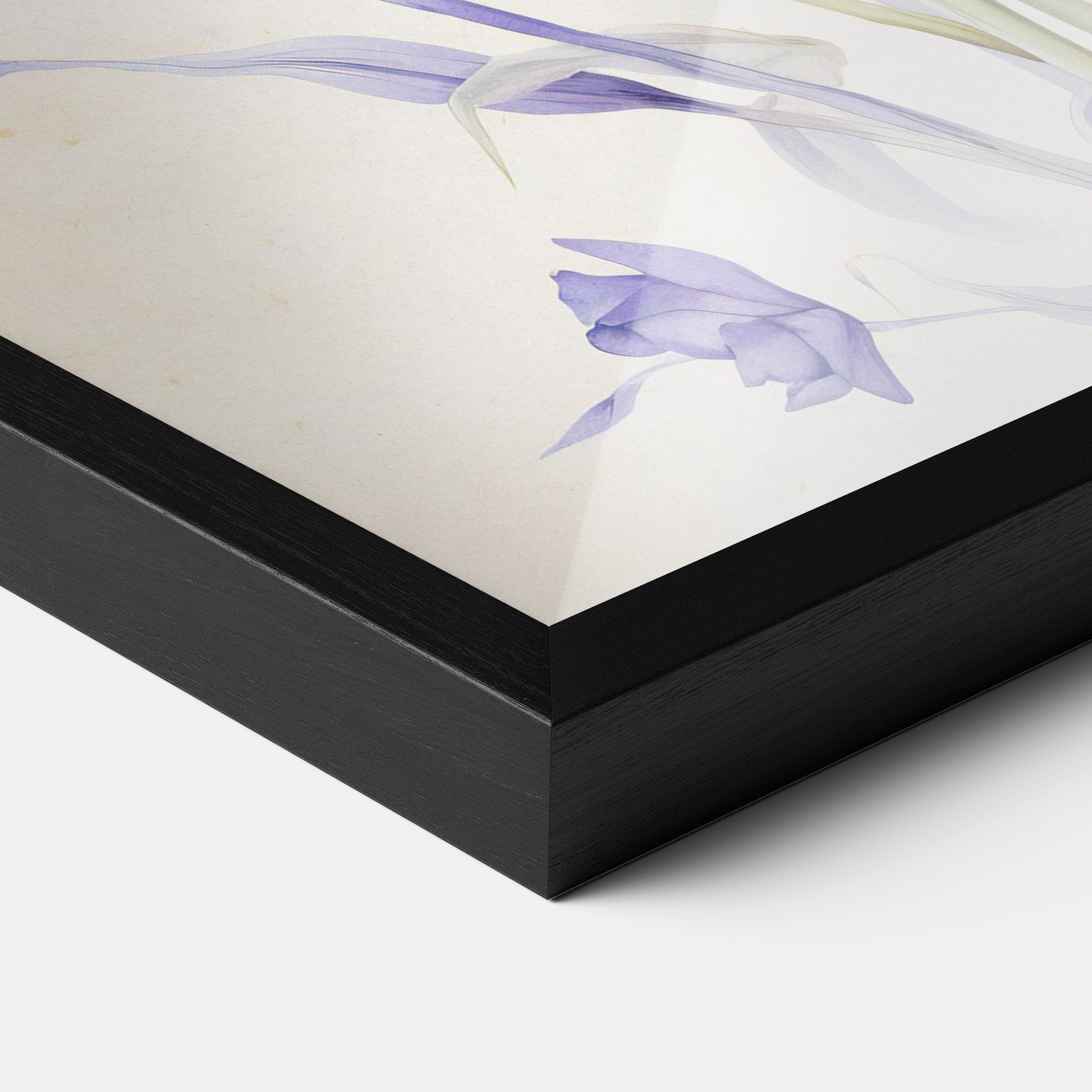 Purple Iris On Cream mockup 3