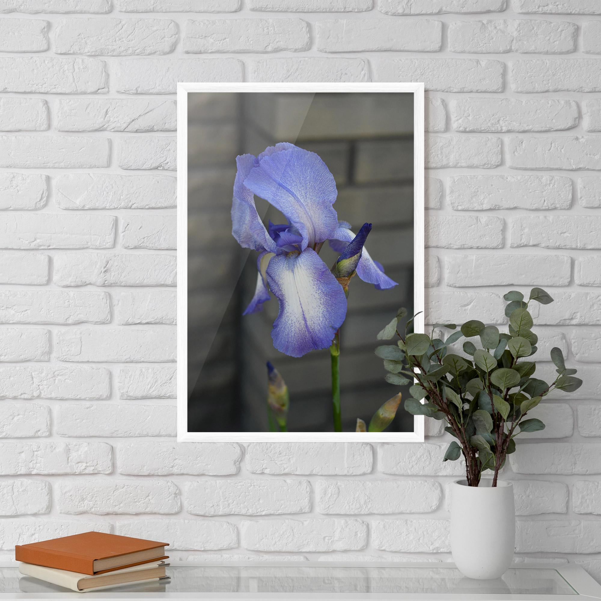 Poster Înrămat Purple Iris On Gray mockup 5
