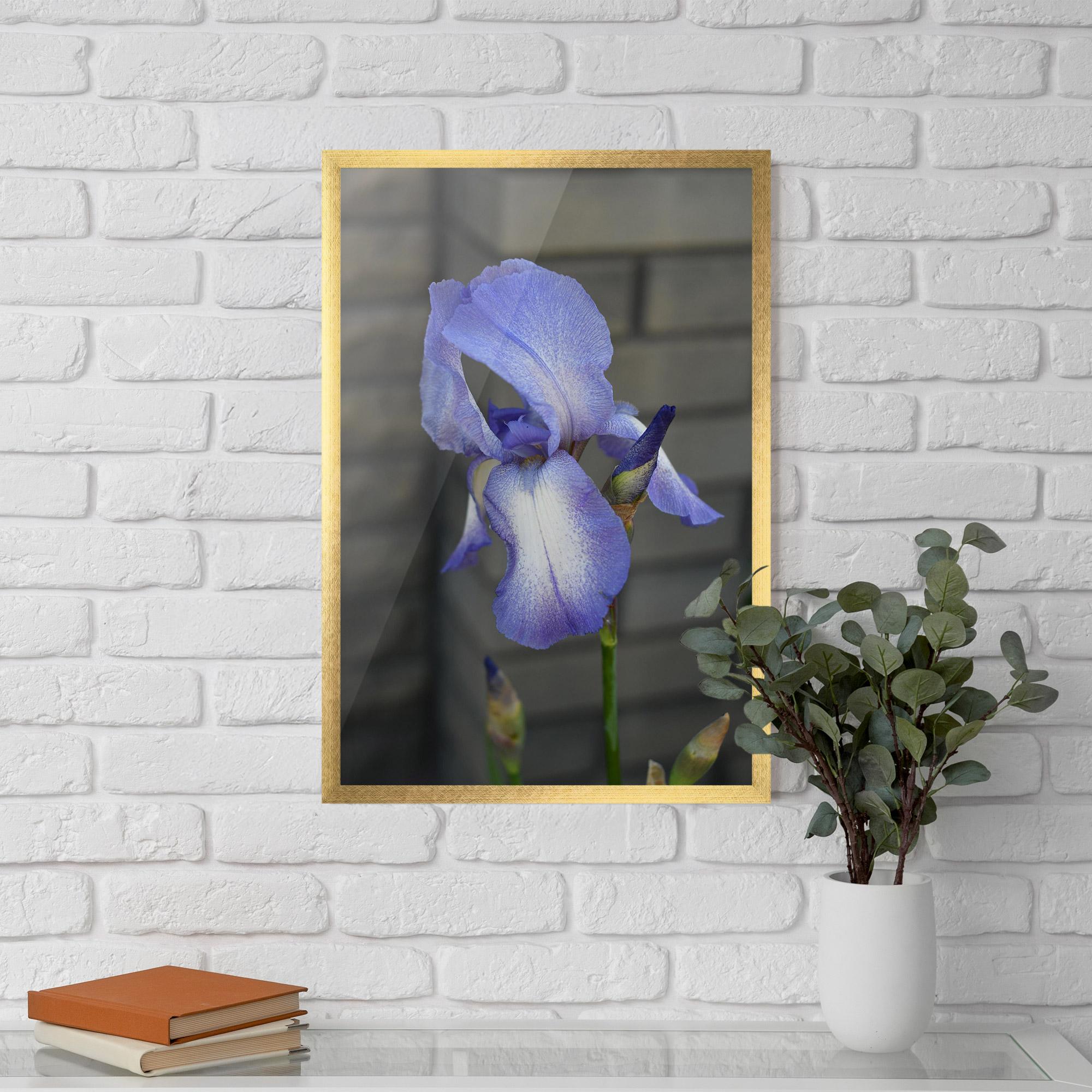 Poster Înrămat Purple Iris On Gray mockup 5
