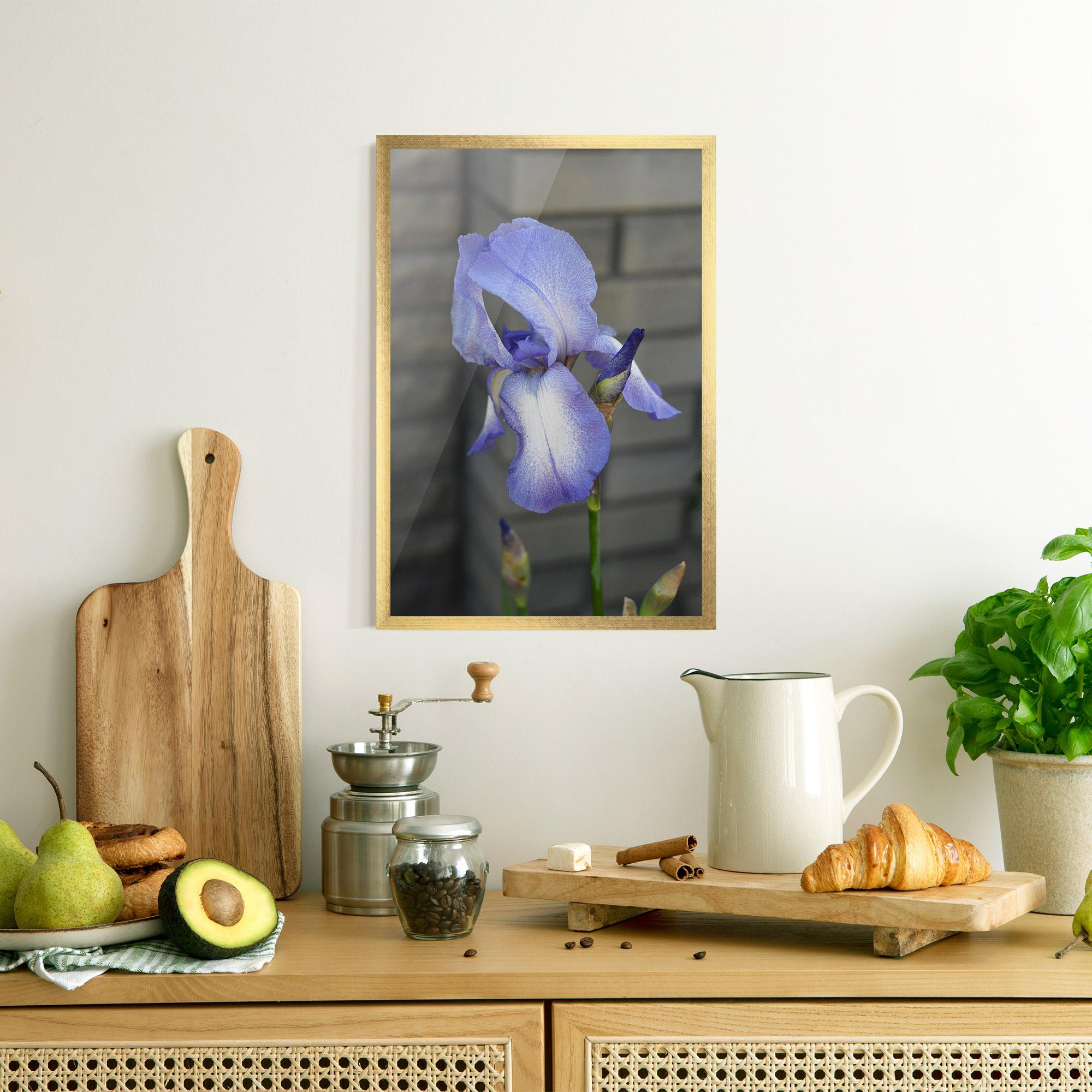 Poster Înrămat Purple Iris On Gray mockup 8
