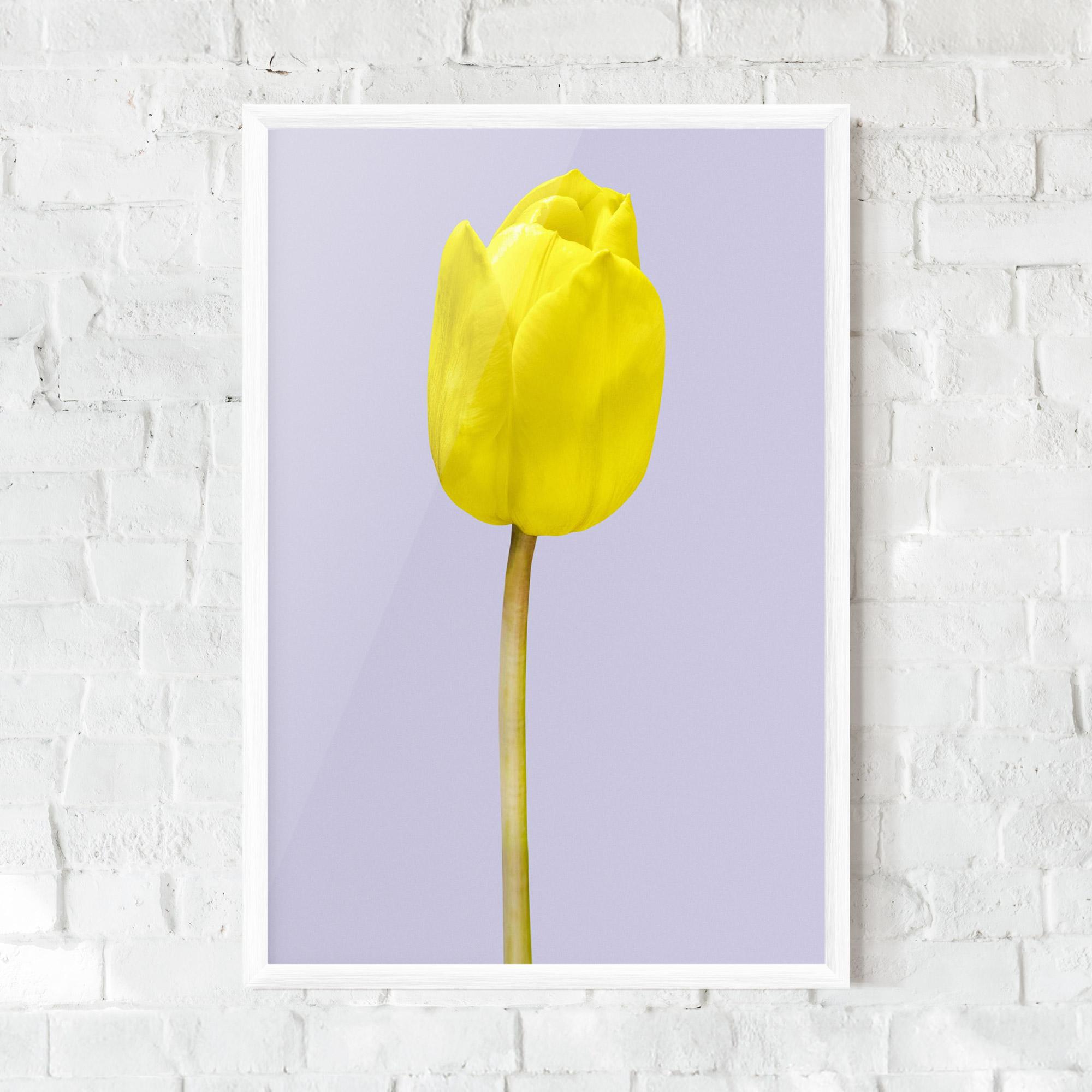 Poster Înrămat One Yellow Tulip mockup 0