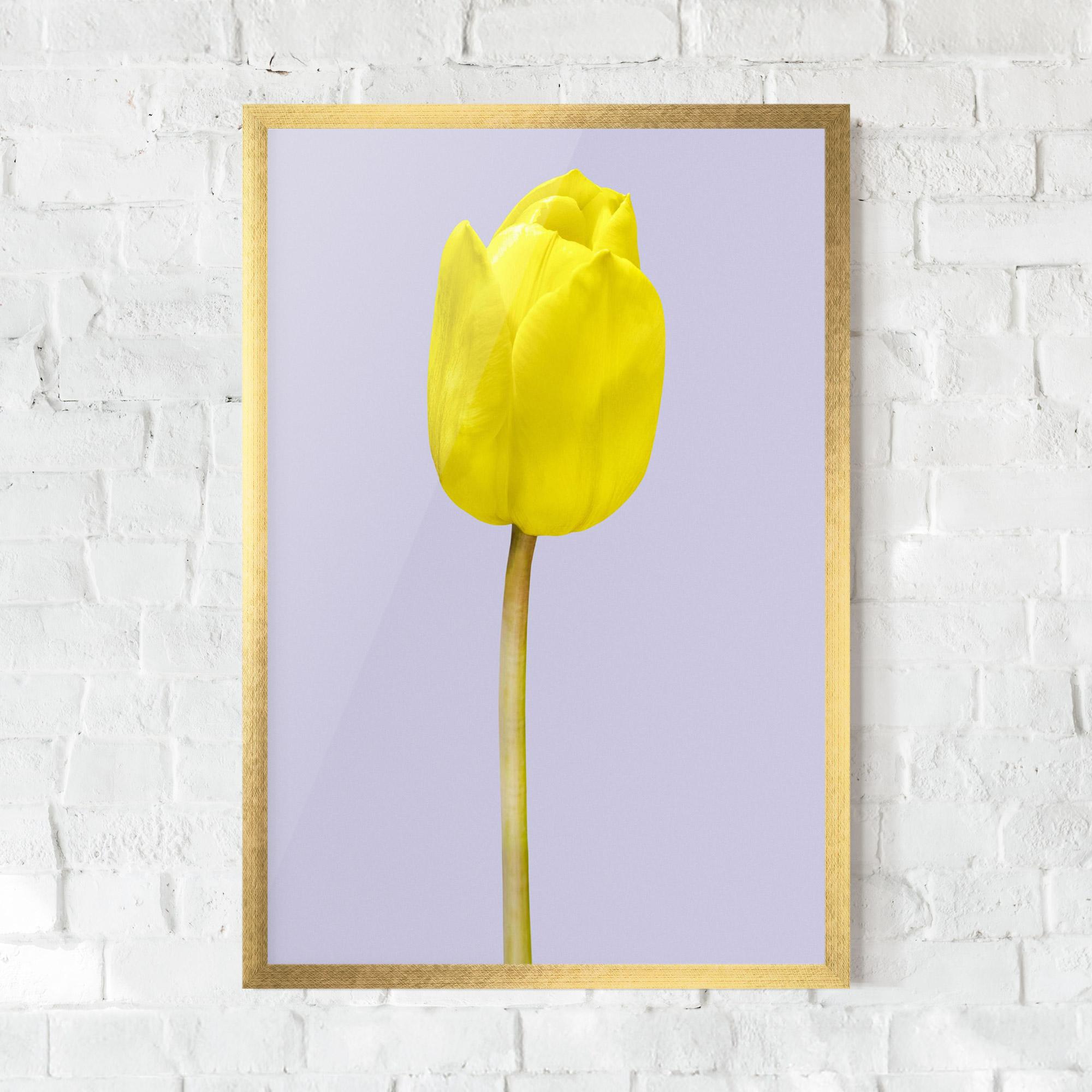 Poster Înrămat One Yellow Tulip mockup 0