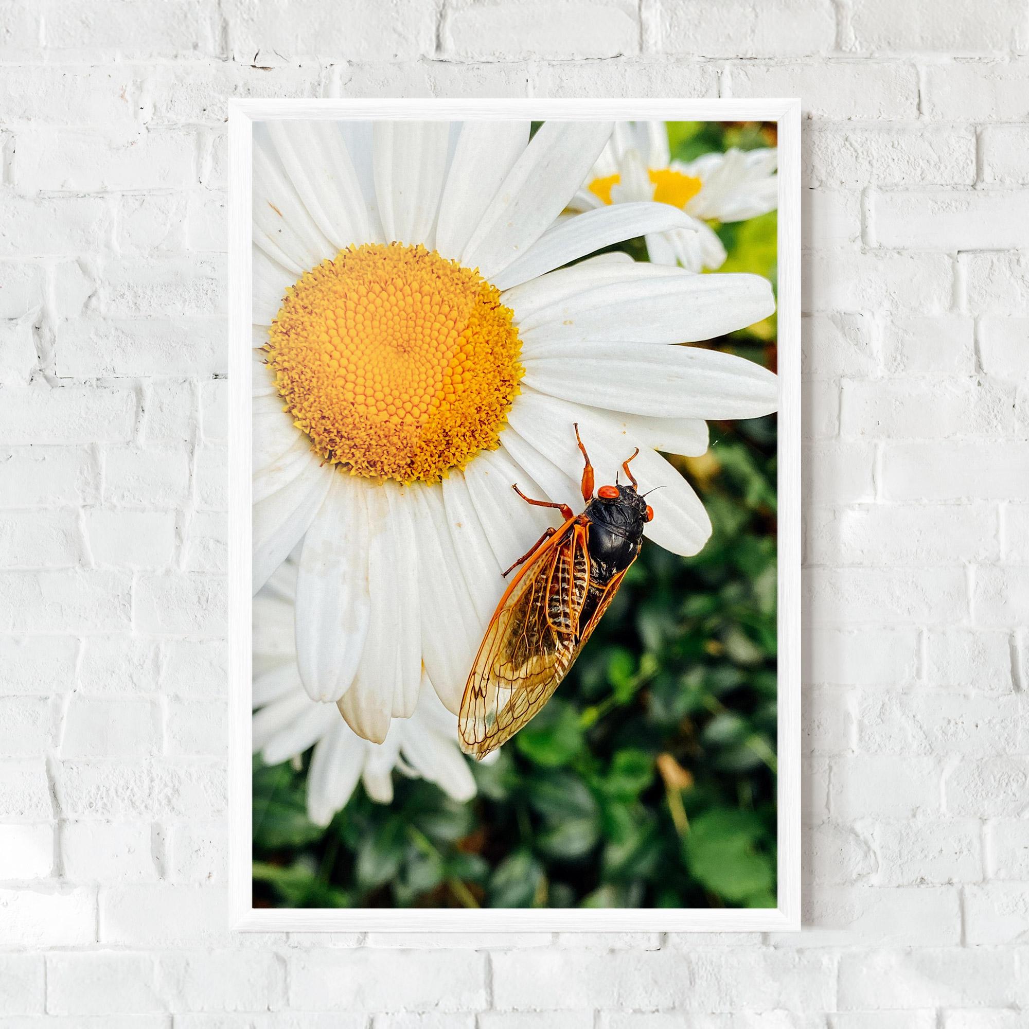 Poster Înrămat Bug On The Daisy mockup 0