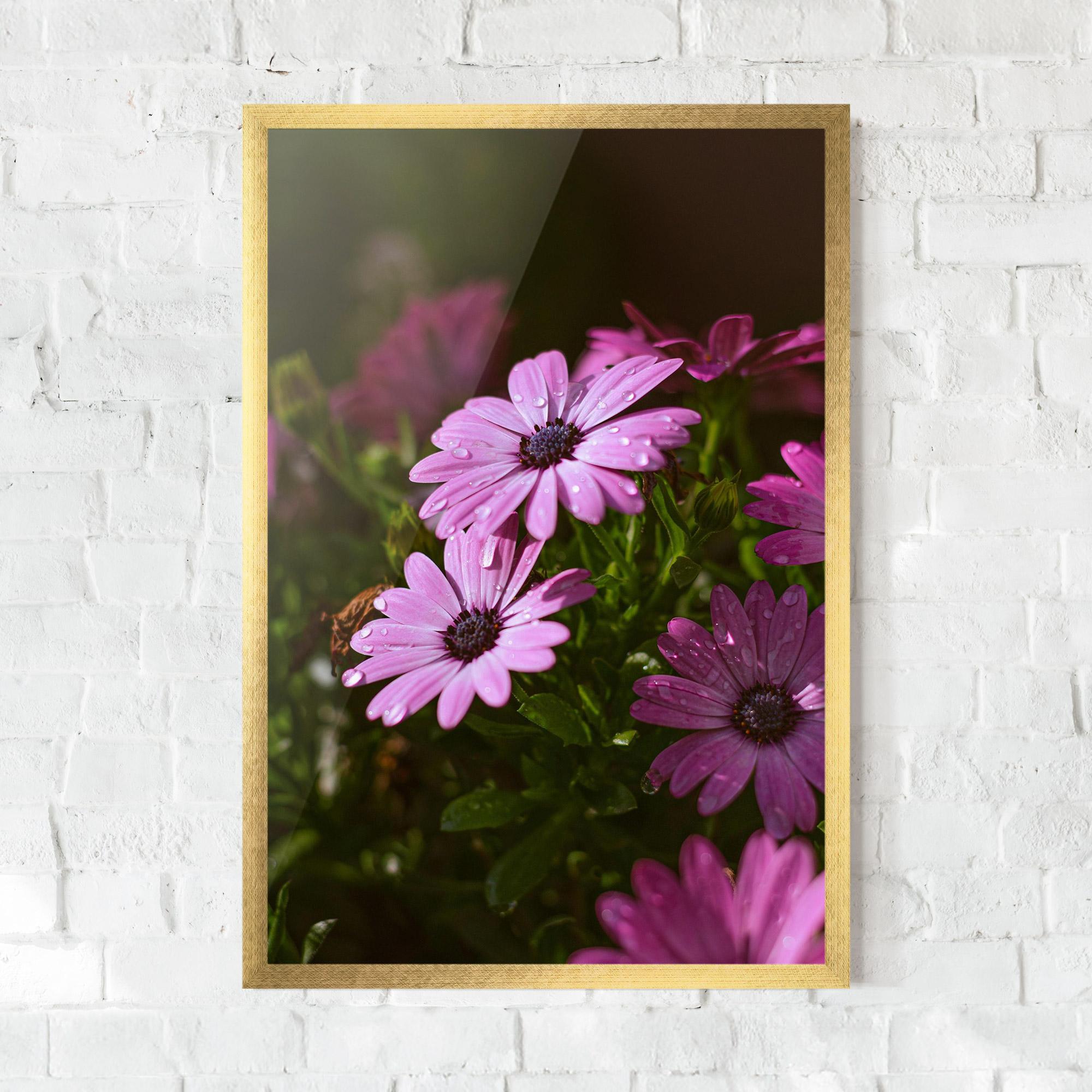 Poster Înrămat Purple Daisy mockup 0