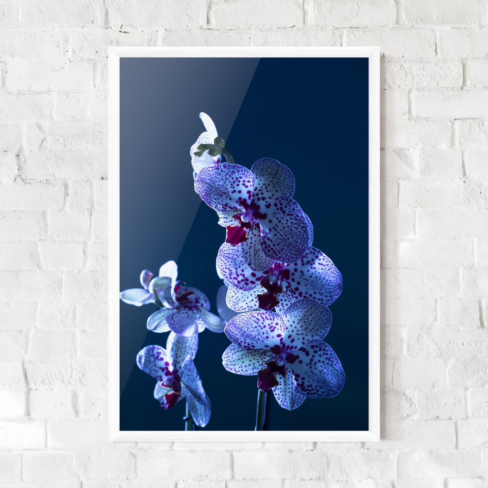 Poster Înrămat Blue Light Orchid mockup 0