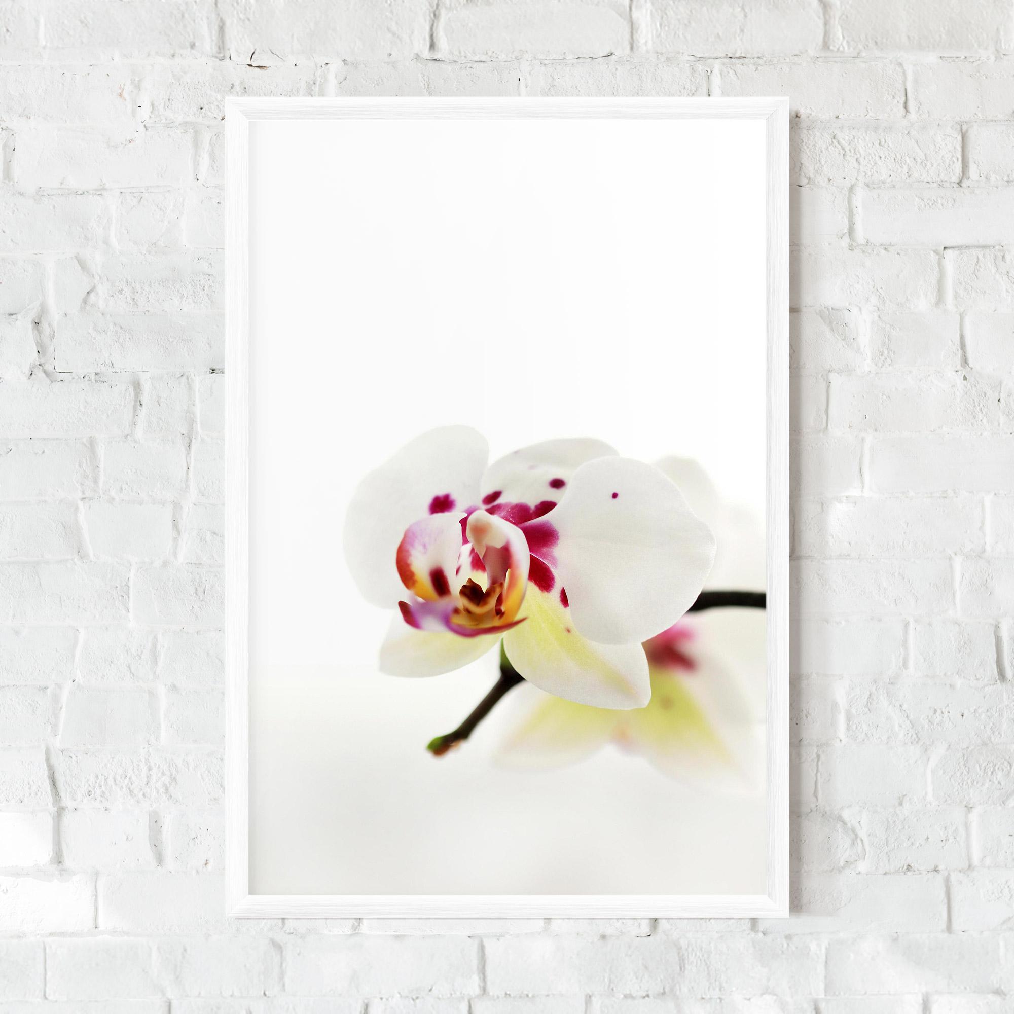 Poster Înrămat Clean White Orchid mockup 0