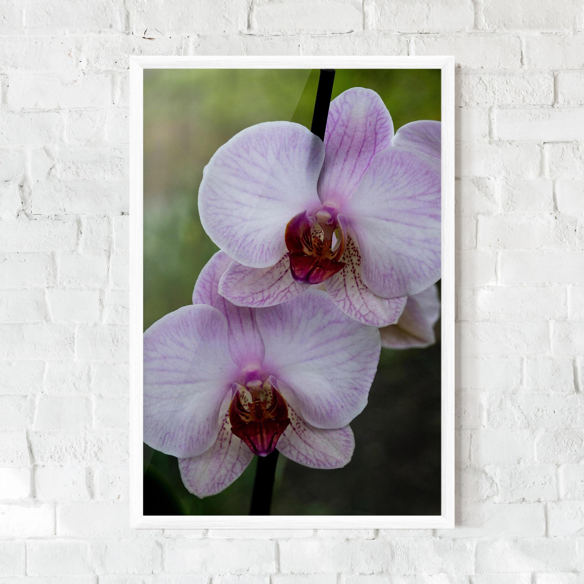Poster Înrămat Garden Light Purple Orchid mockup 0