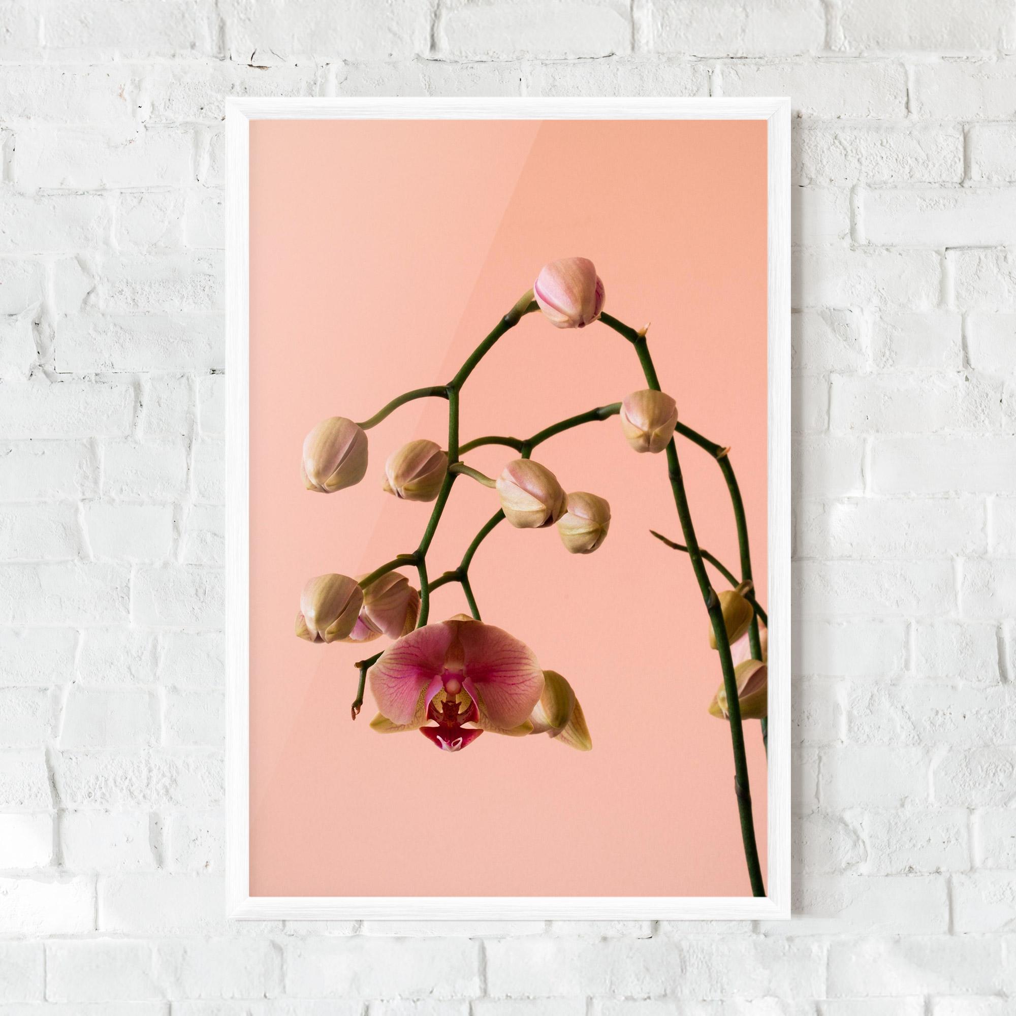 Poster Înrămat Orchids On Pink mockup 0