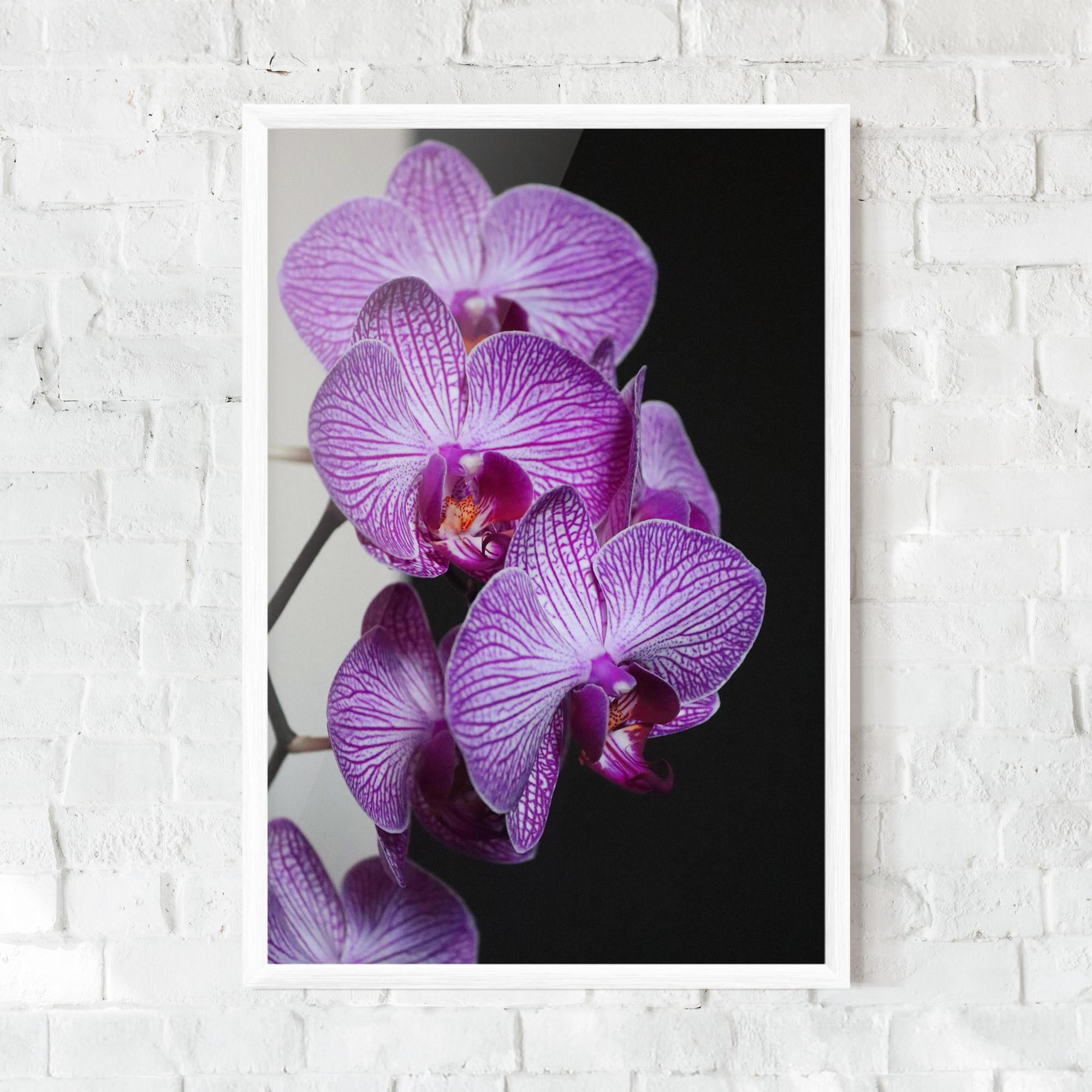 Poster Înrămat Purple Orchid On Black mockup 0
