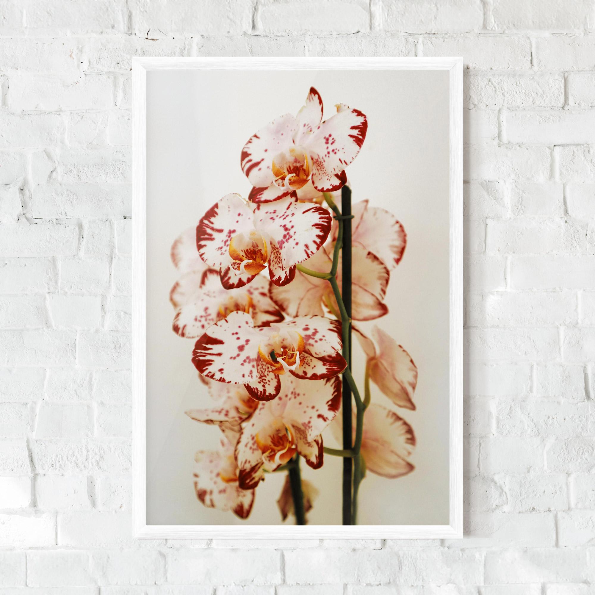 Poster Înrămat Red White Orchids mockup 0