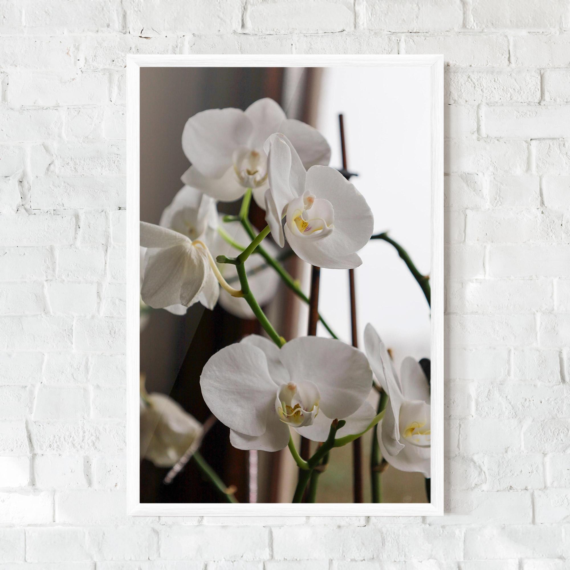Poster Înrămat White Orchid Growing mockup 0
