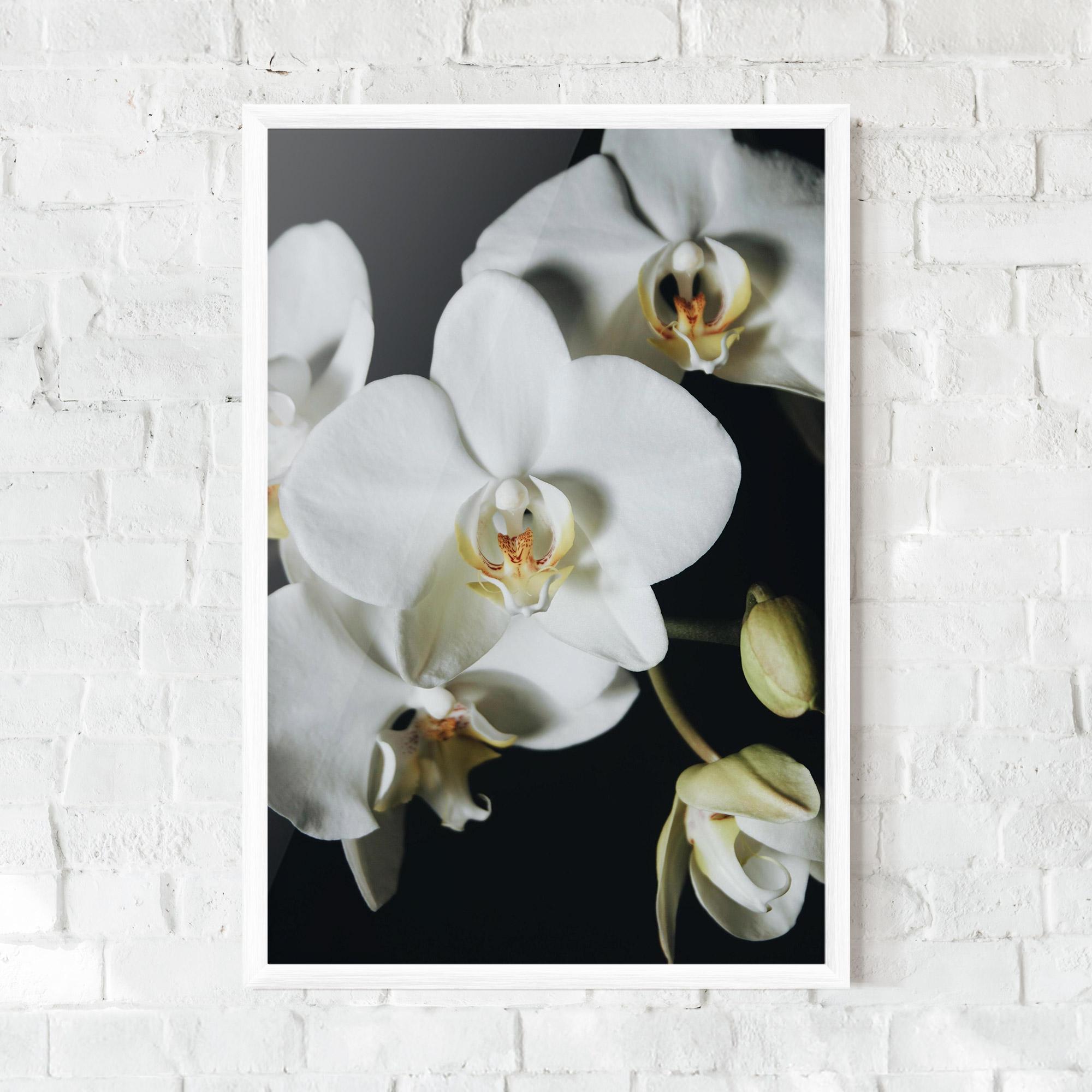 Poster Înrămat White Orchid On Black mockup 0