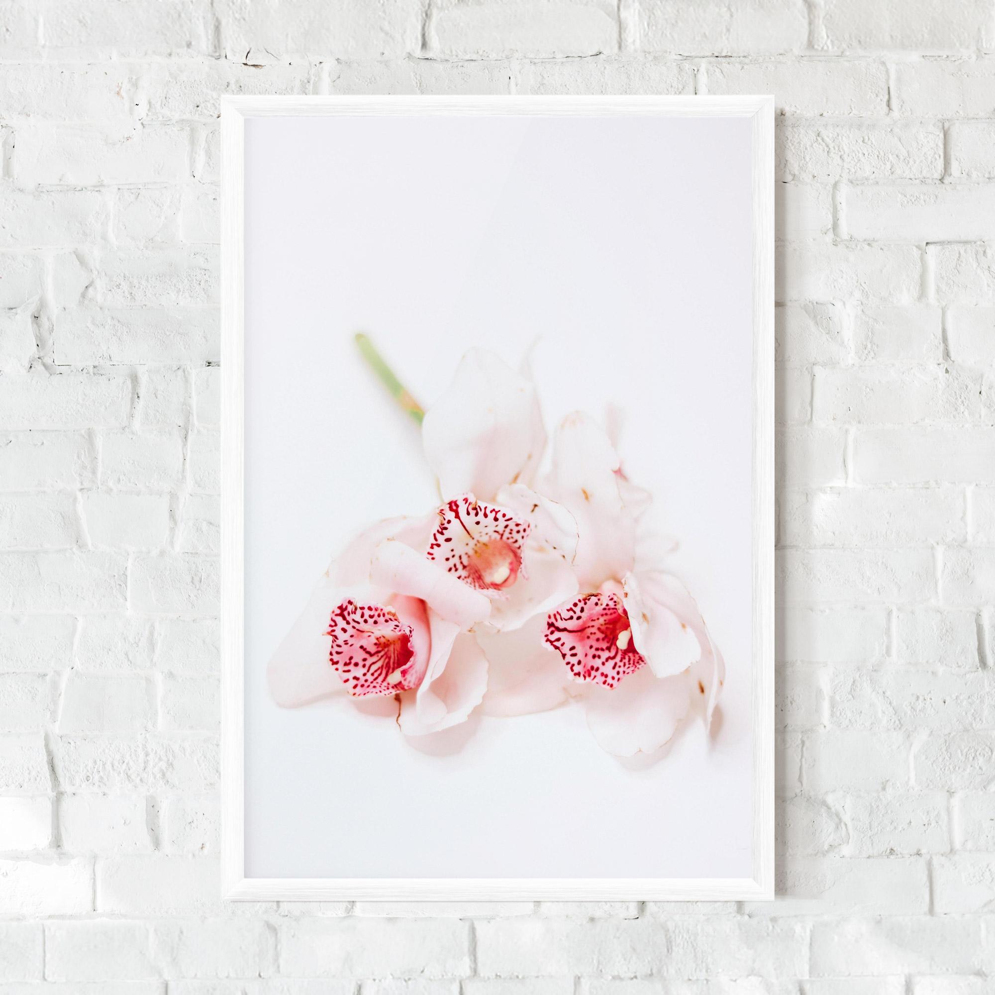 Poster Înrămat White Orchid With Pink mockup 0