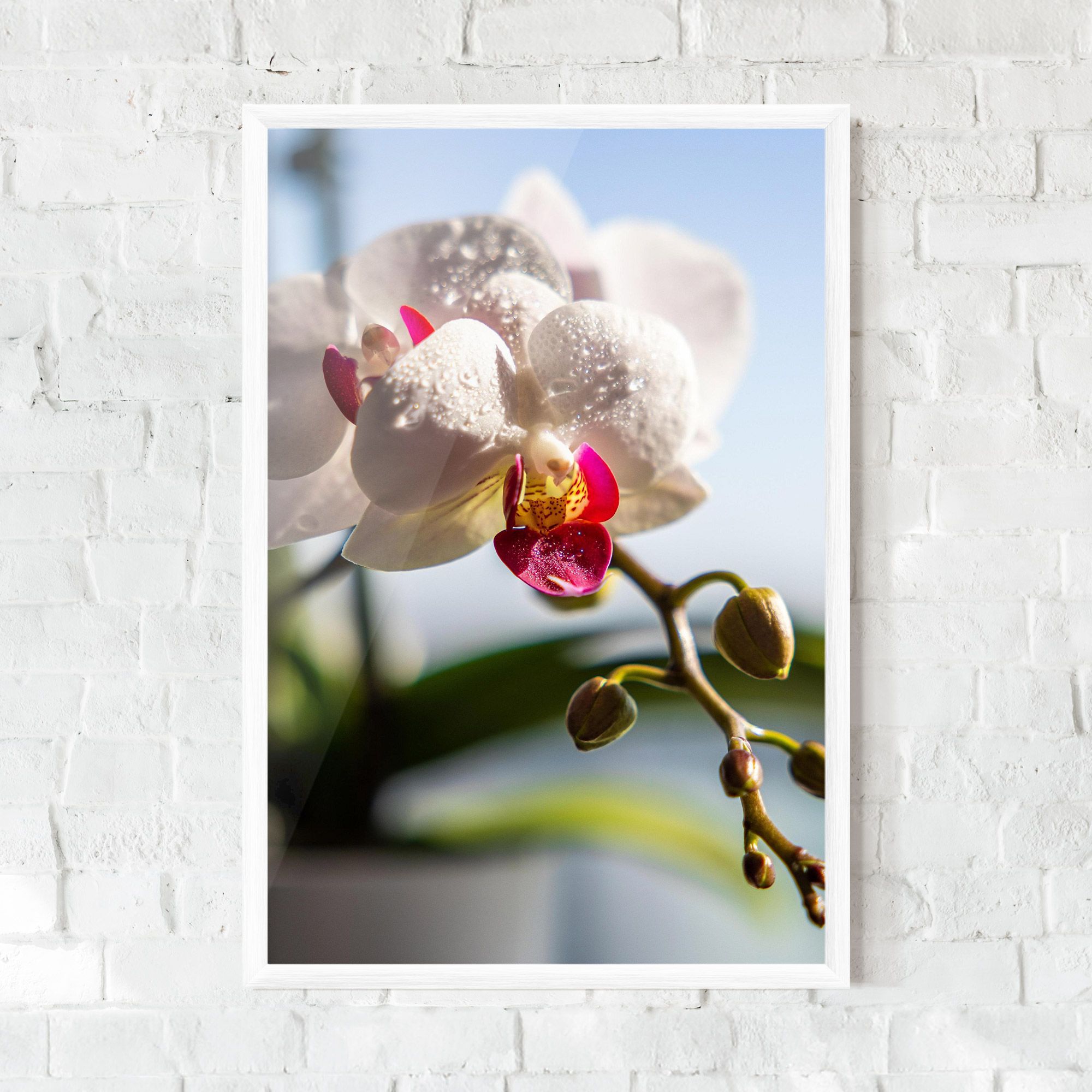White Orchid With Water mockup 0