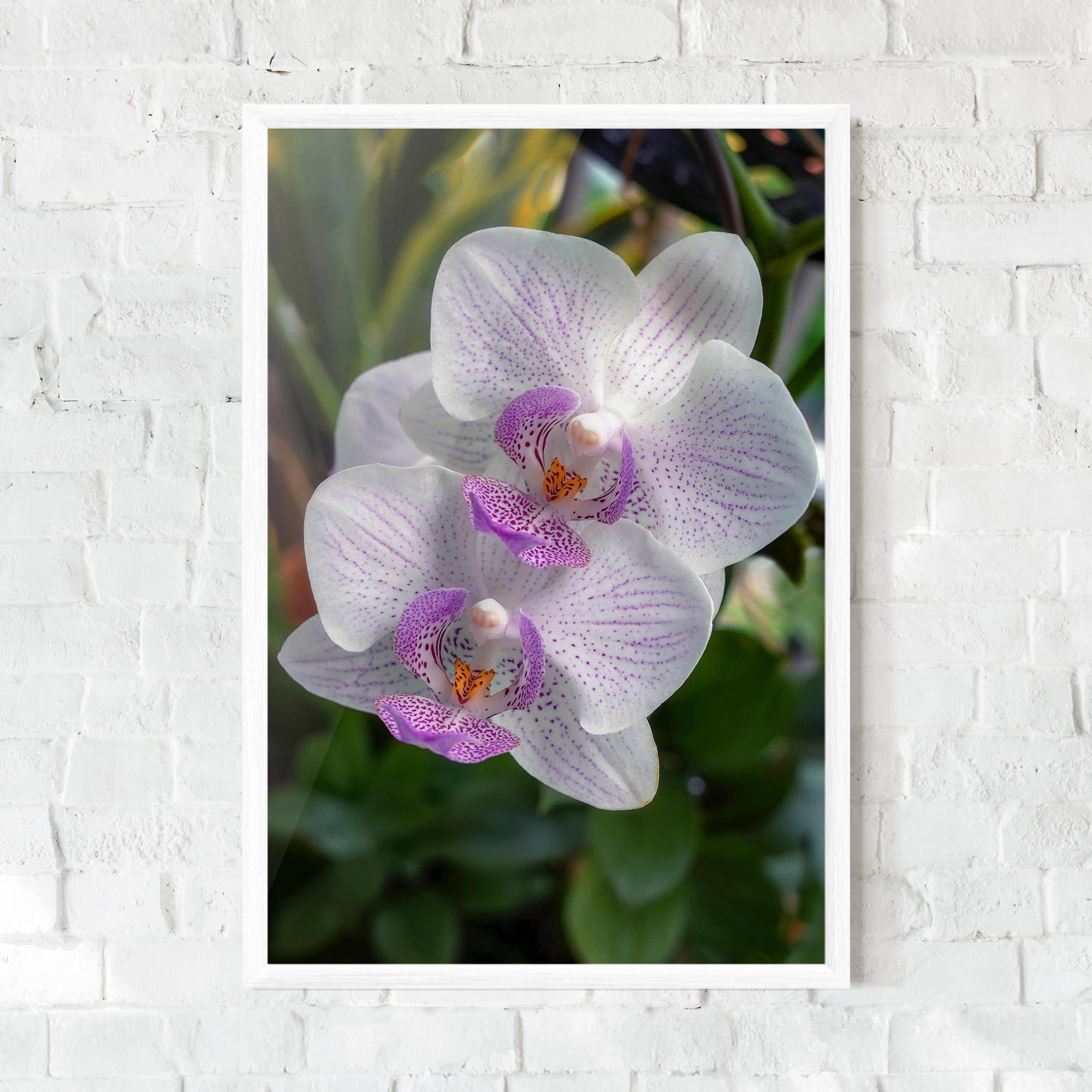 Poster Înrămat White Orchids mockup 0