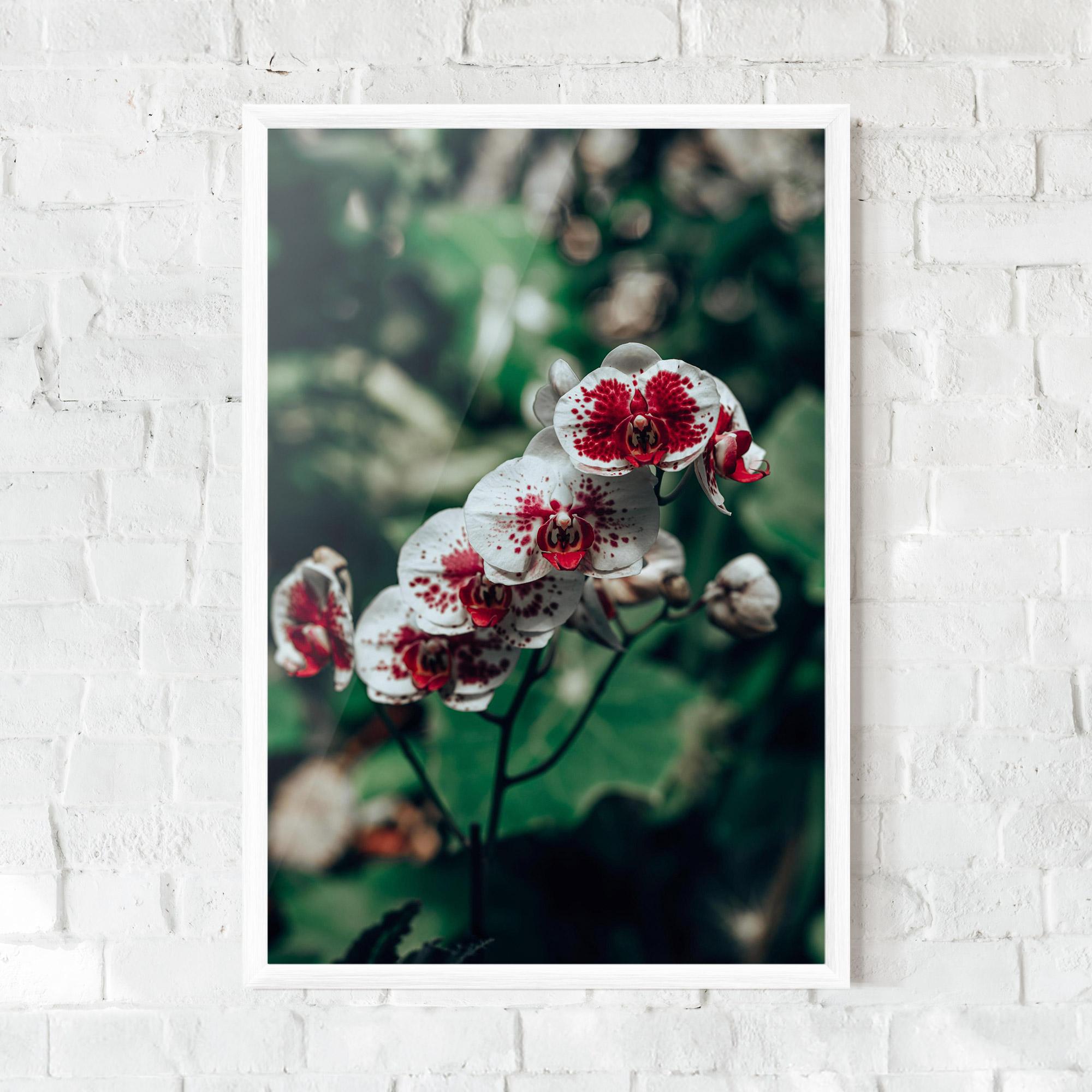 Poster Înrămat White Red Orchid mockup 0